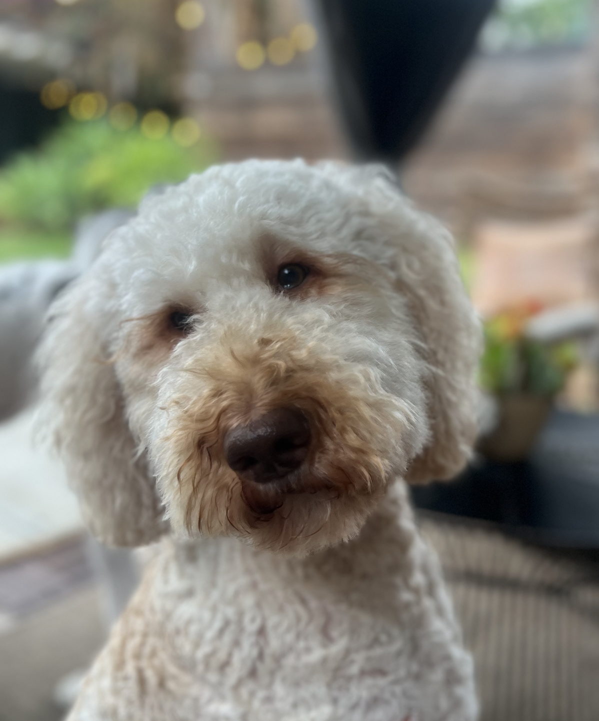 Close-up of a cream-colored curly-haired dog with a brown nose and dark eyes, looking at the camera indoors with a blurred background of plants and window.