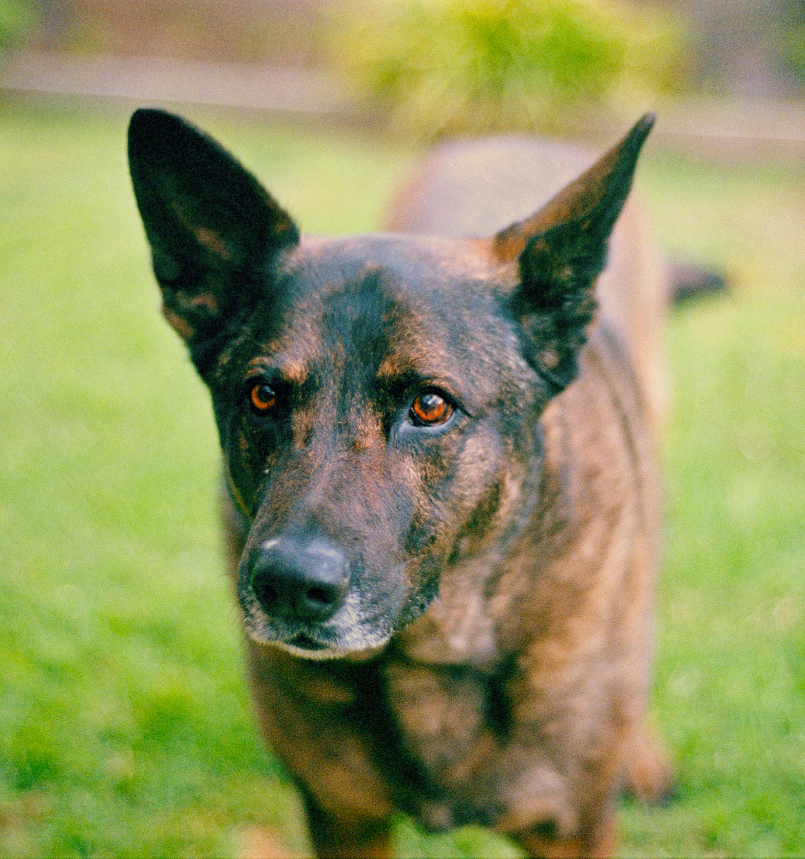 A brindle-colored dog with large erect ears standing on green grass, looking attentively at the camera.