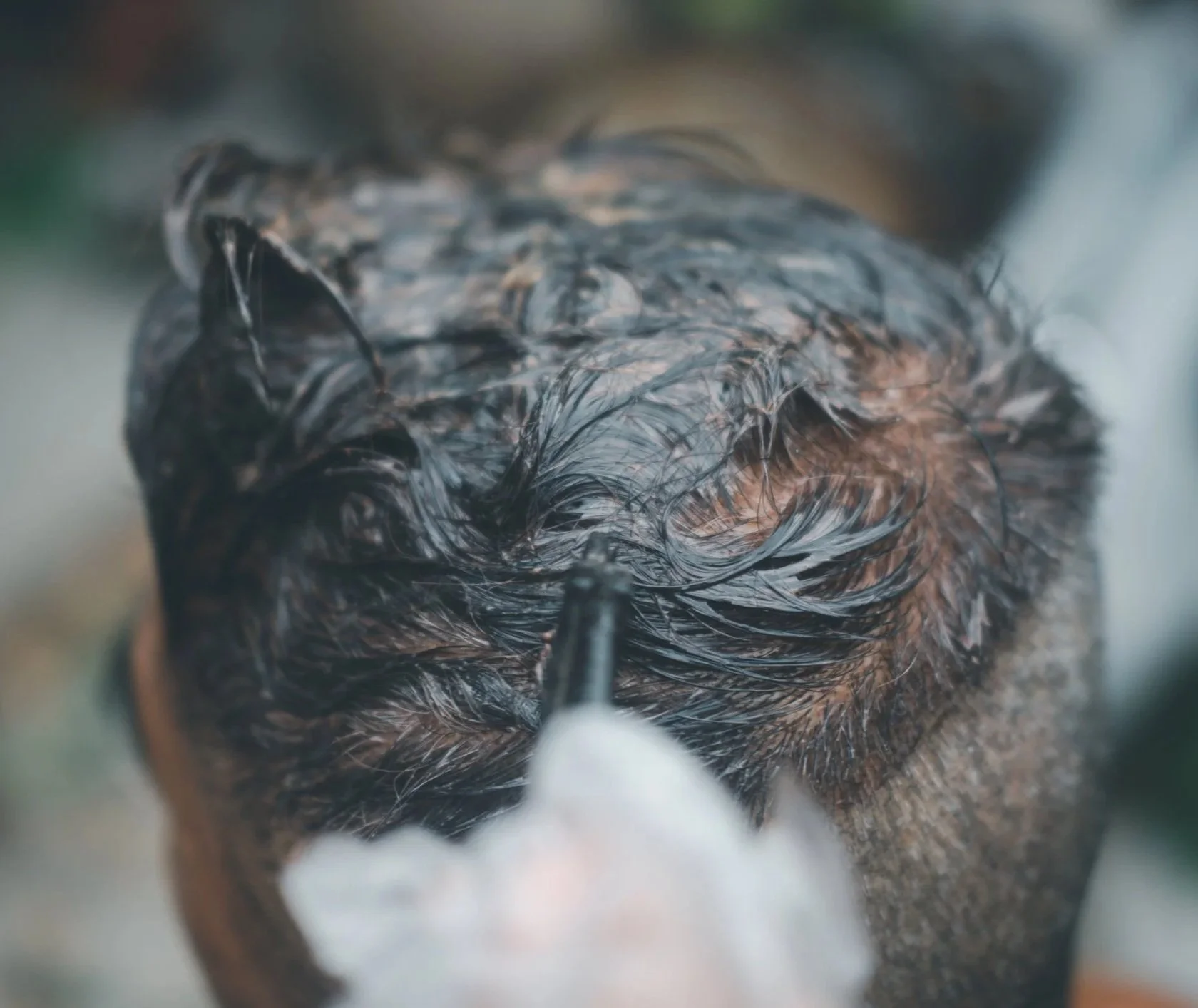 Close-up of a person's head during a hair treatment or grooming process, with focus on wet or styled hair.