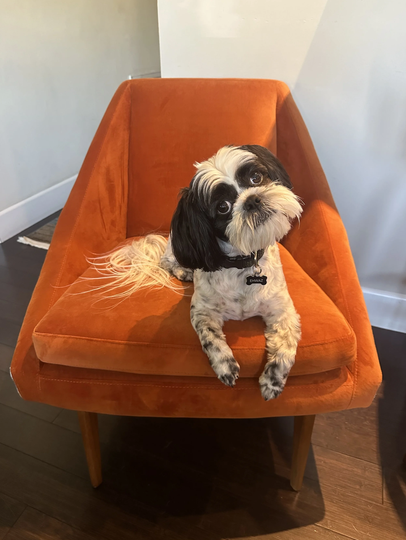 A small black and white dog with long ears and big eyes sitting on an orange velvet chair with wooden legs.