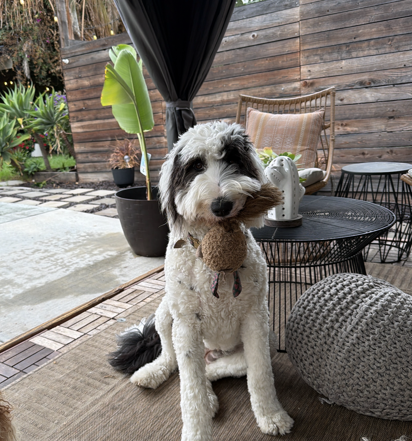 A cute black and white dog holding a brown stuffed toy in its mouth, sitting on a outdoor rug in a patio area with plants, wicker furniture, and a wooden fence.