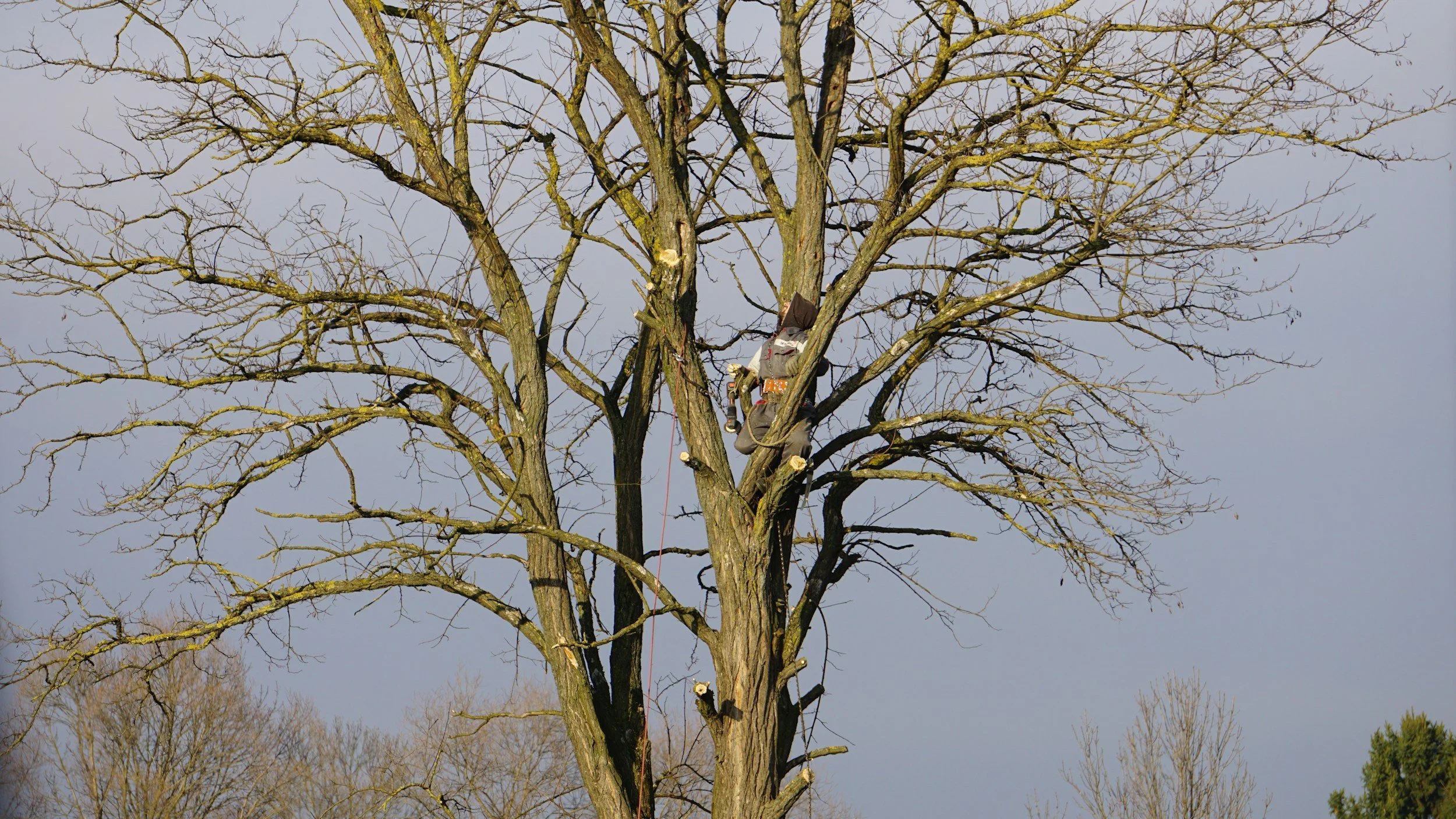 A person climbing a large, leafless tree during daytime, using safety gear, with a cloudy sky in the background.