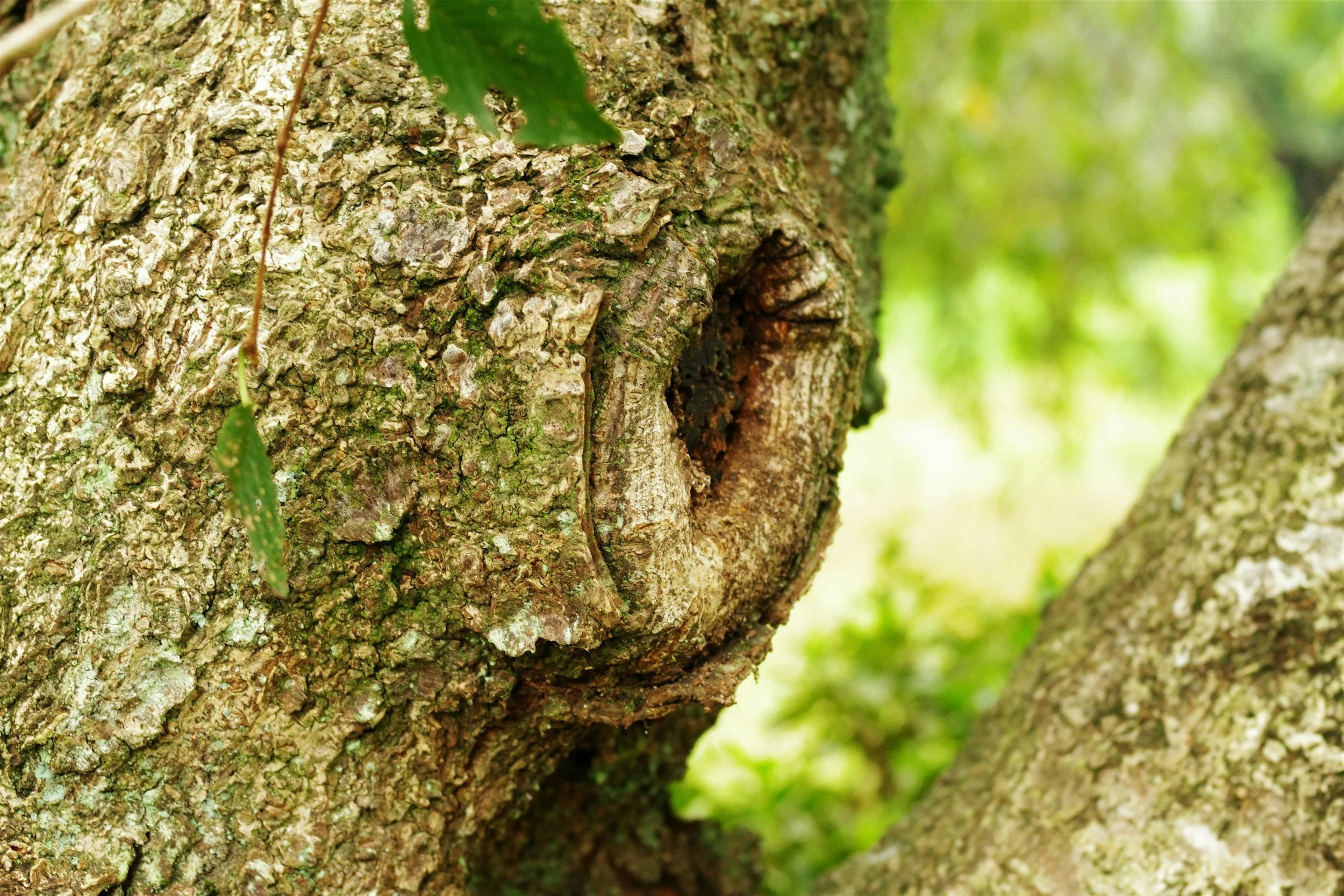 Close-up of a tree trunk with a hole or cavity in the center, surrounded by textured bark and some green leaves in the background, in a natural outdoor setting.