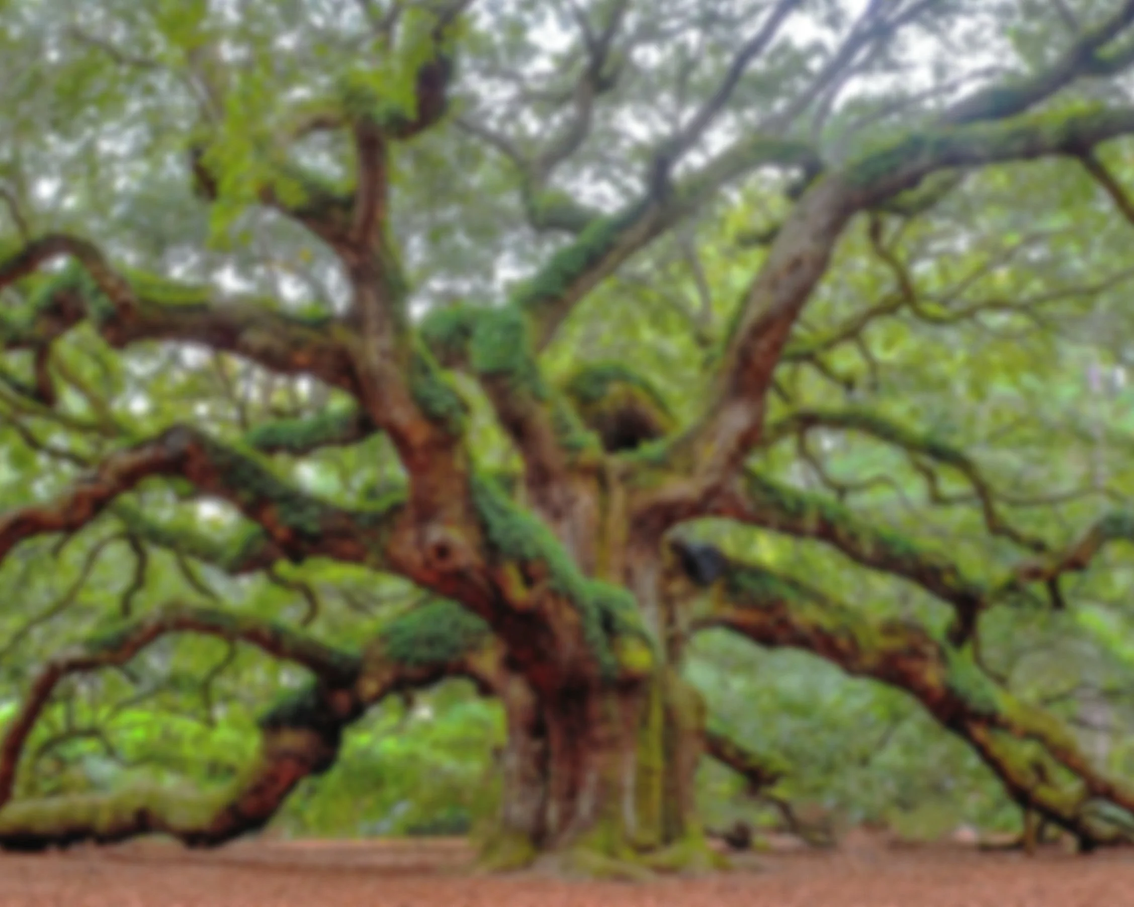 A large, sprawling tree with a thick trunk and numerous twisting branches covered in green moss and leaves.