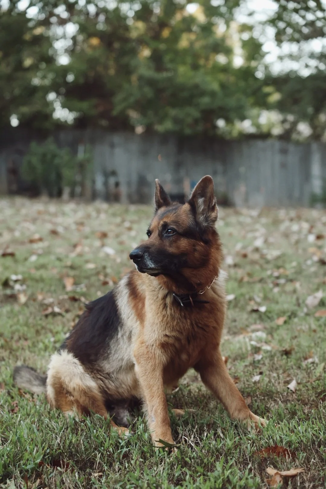 A young German Shepherd puppy sitting on the grass outdoors, with a background of trees and a wooden fence.