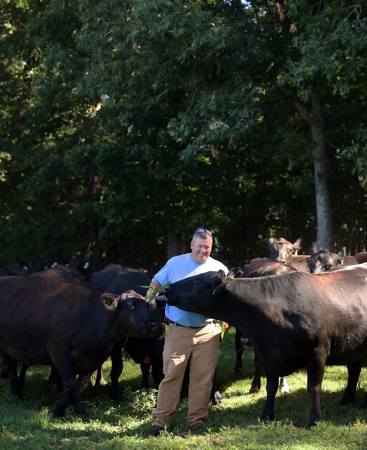 A man smiling and holding a leaf, surrounded by black cows in a grassy area with trees in the background.
