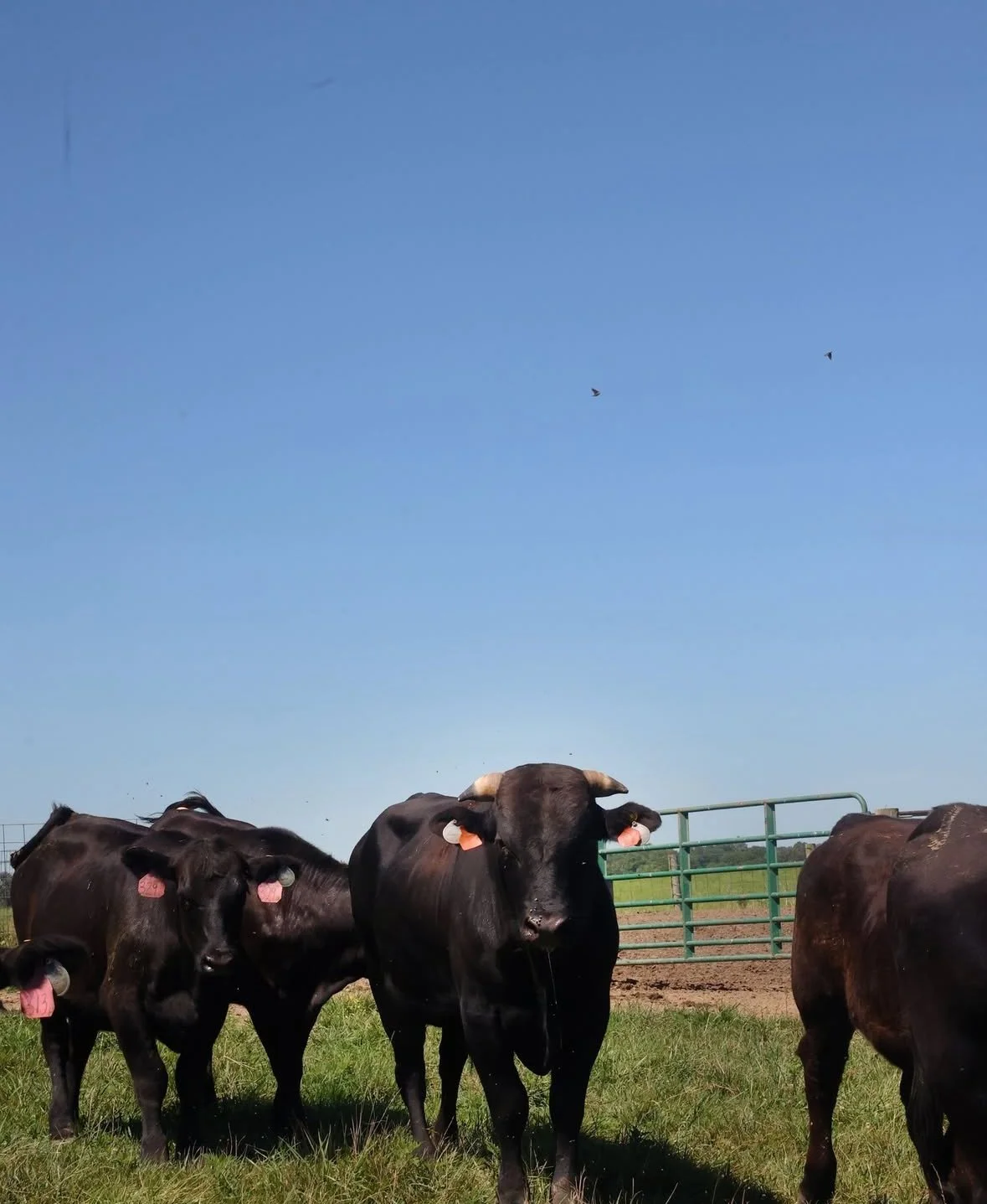 Group of black cattle standing on green grass with a blue sky and some birds flying overhead, fenced field in the background.