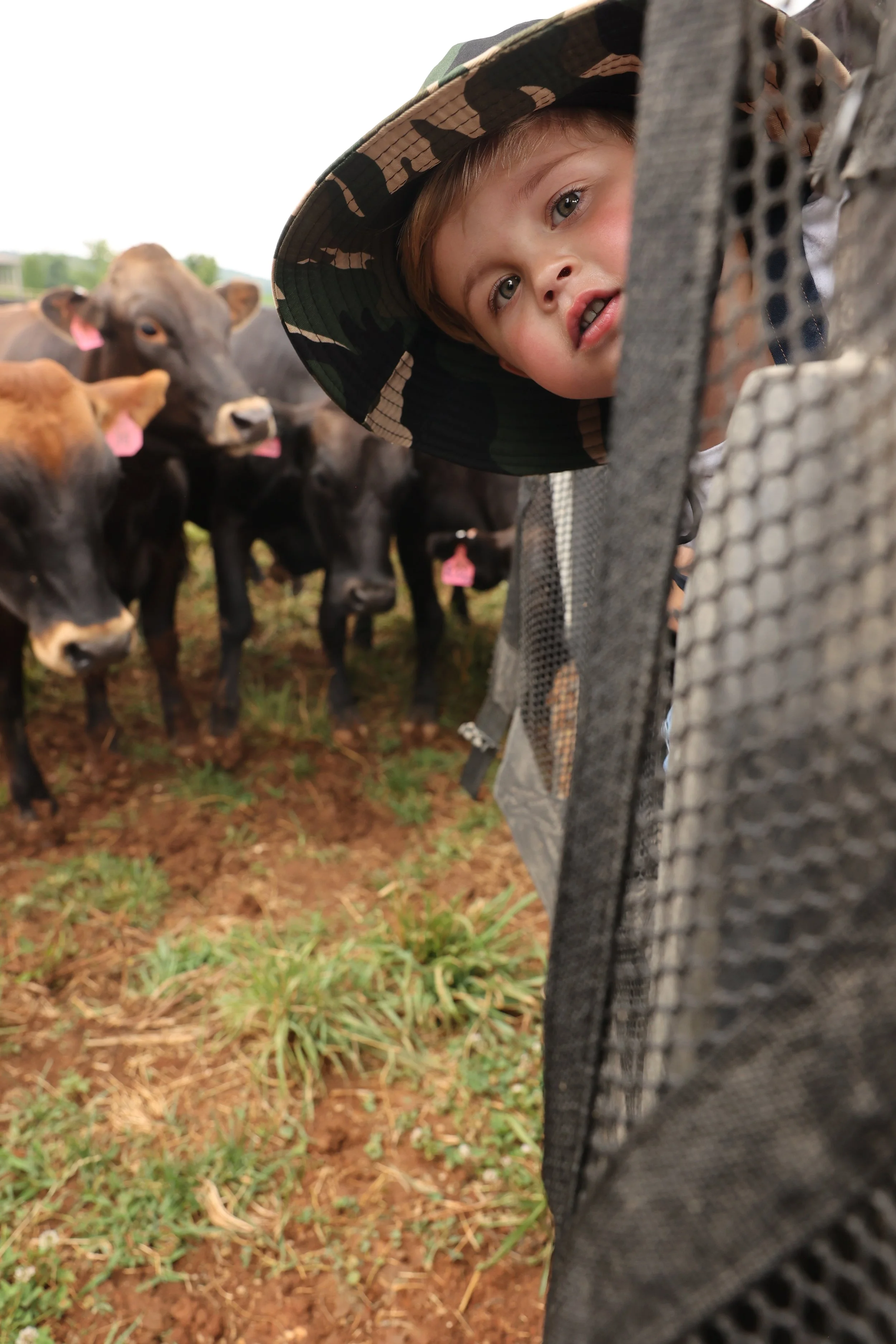 Young boy peeking through a mesh fence at a group of calves on a farm.