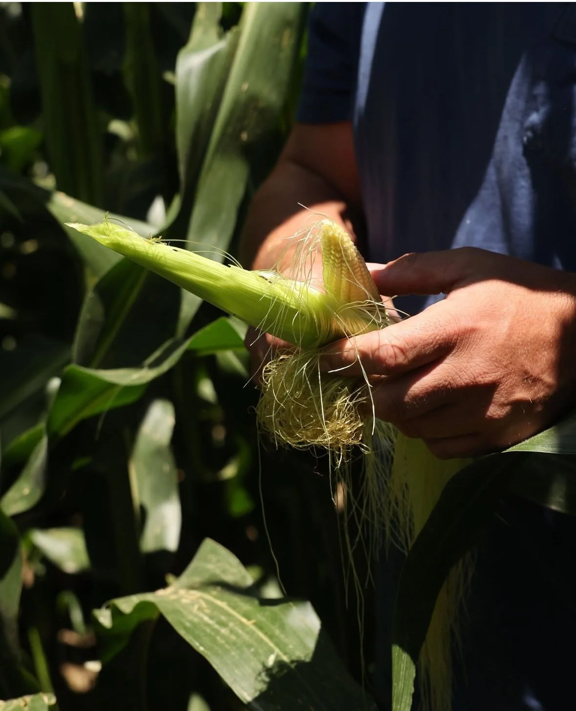 A person holding a corn cob with silk, in a cornfield.
