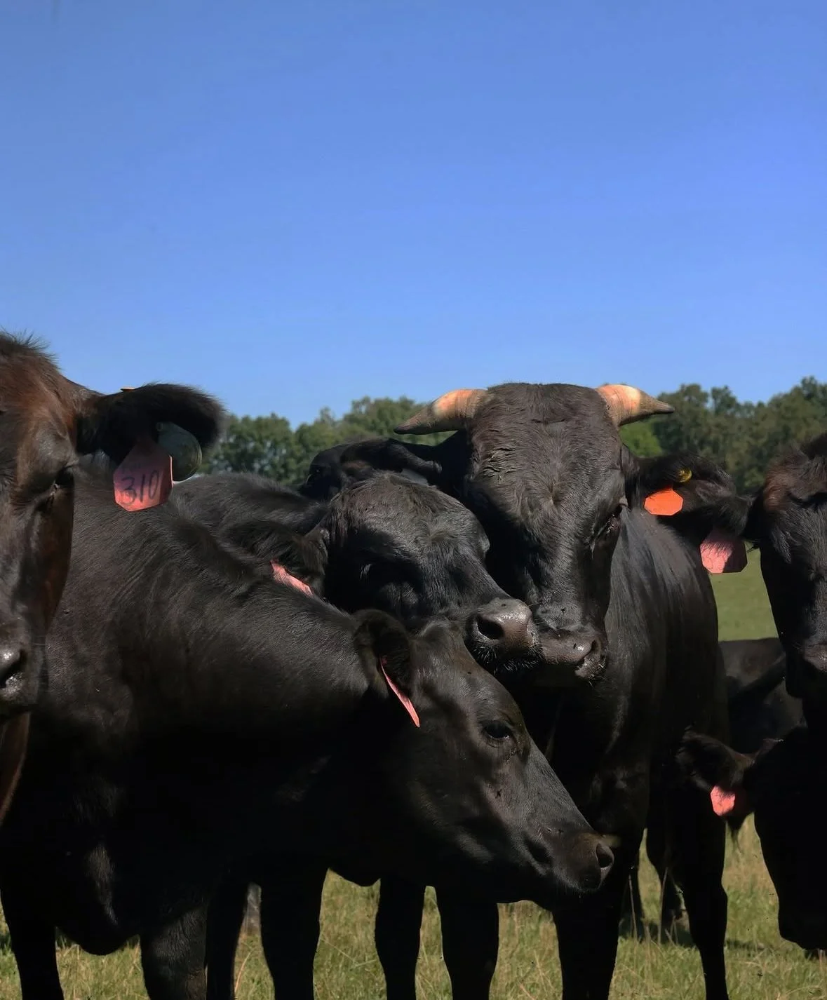 A group of black cattle with ear tags standing on green grass under a clear blue sky.