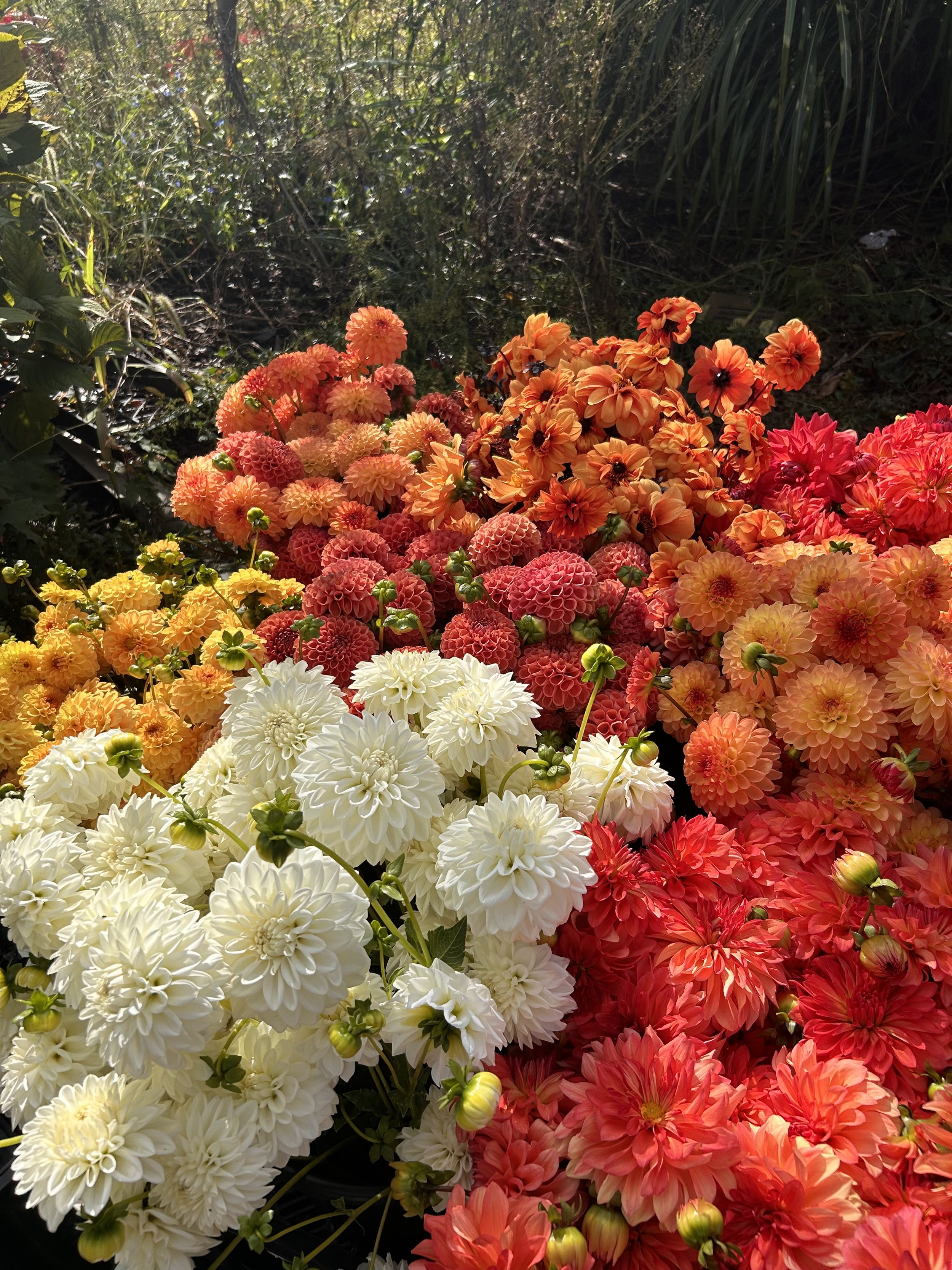 A colorful bouquet of various dahlias in white, peach, orange, yellow, and red, set outdoors with green foliage in the background.