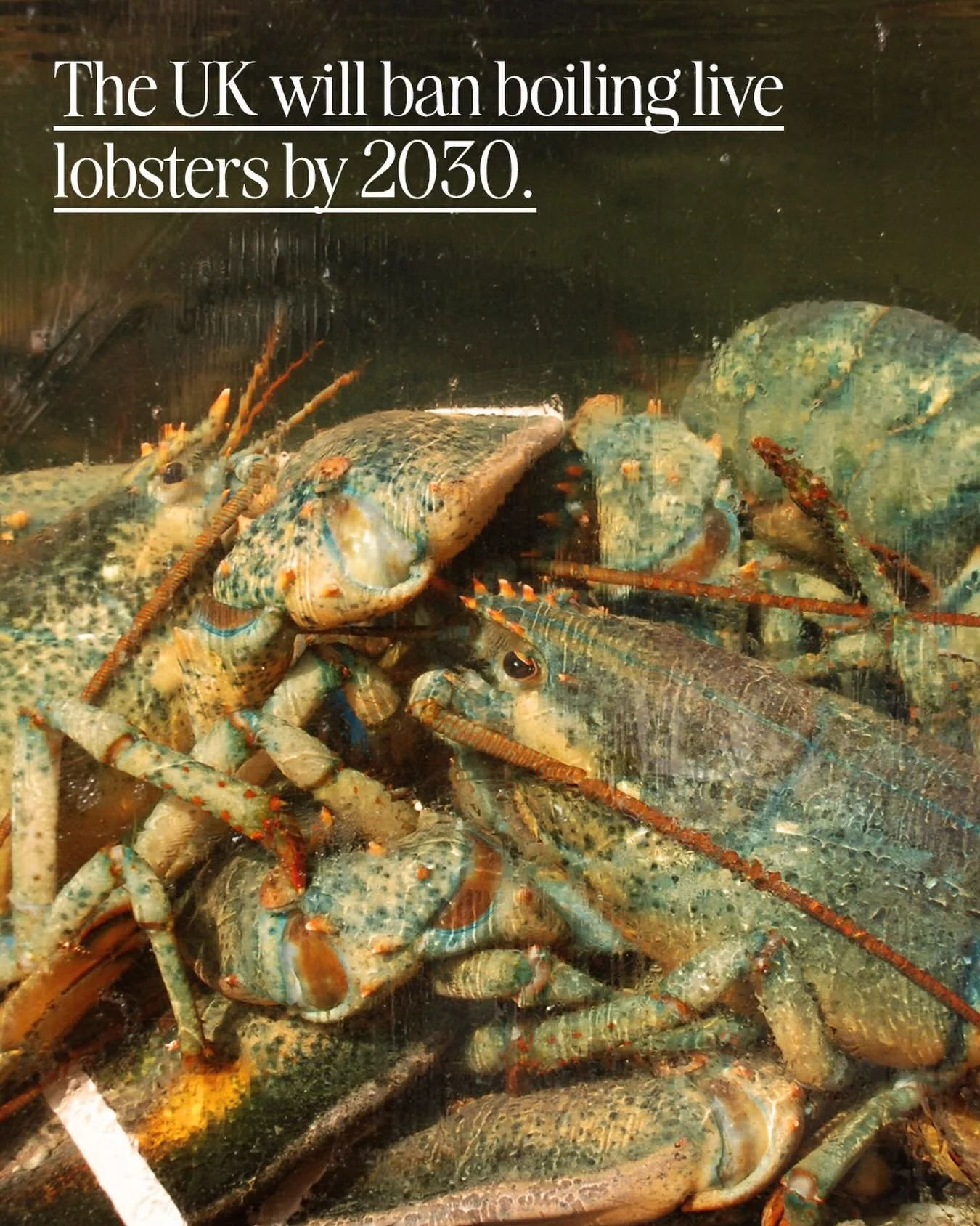 The law will also prohibit the live boiling of decapod crustaceans (crabs, shrimp, lobsters, langoustines and crayfish) and cephalopod mollusks (octopuses, cuttlefish and squid), which were recognized as sentient beings in 2022 by the Animal Welfare 