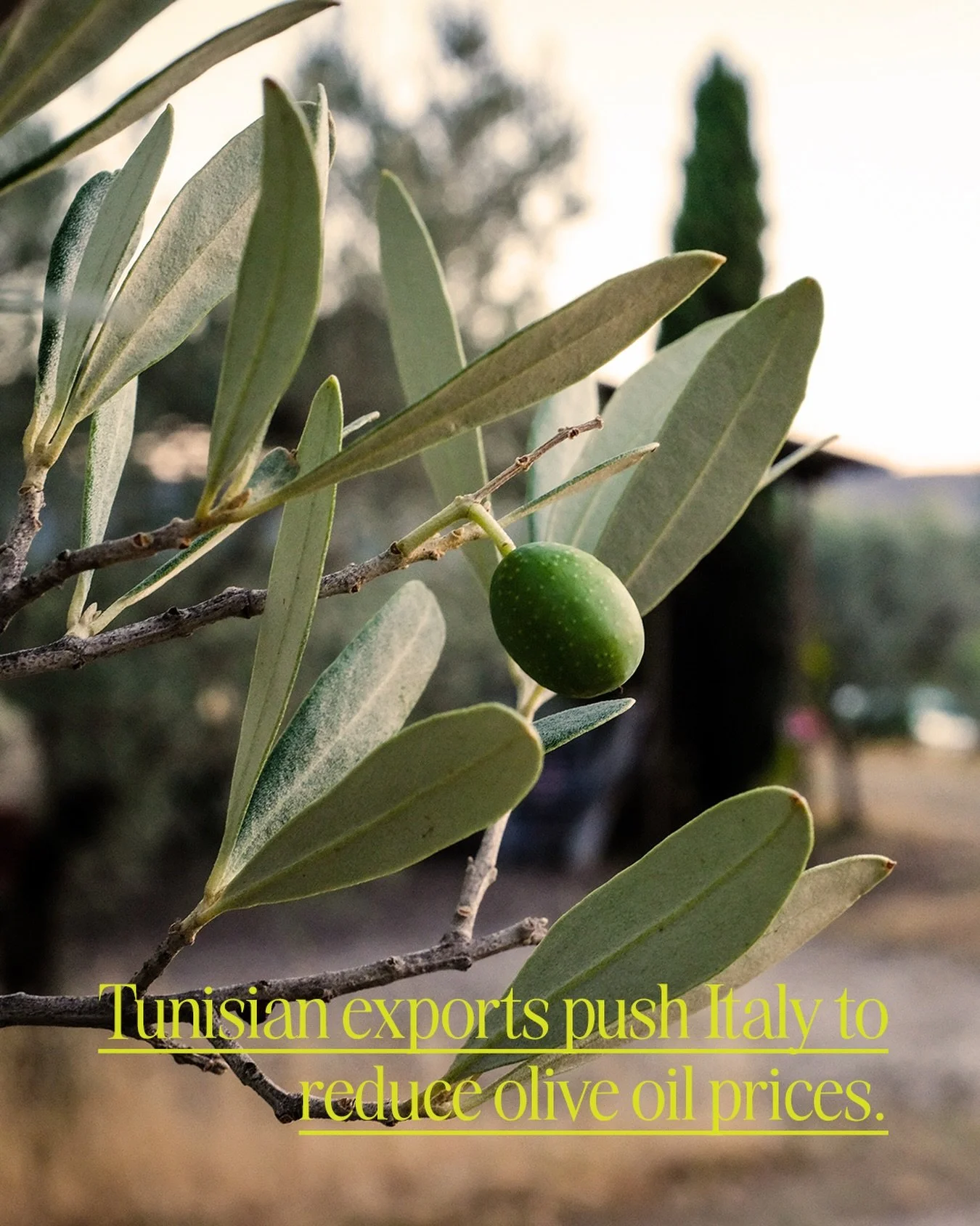 A slew of cheap #oliveoil from #Tunisia is causing Italy to drop its prices, while Tunisia is pressuring the European Union to double their export of olive oil without tariffs to 100 tonnes a year. 

Coldiretti, the largest agricultural organization 