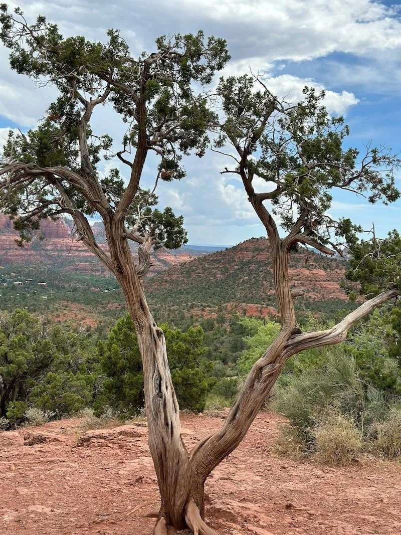 A twisted, leafless tree with green foliage on top, set against a backdrop of red rock hills and a partly cloudy sky in a desert landscape.