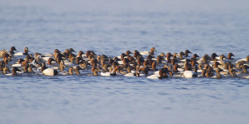 Friends of Trempealeau Refuge