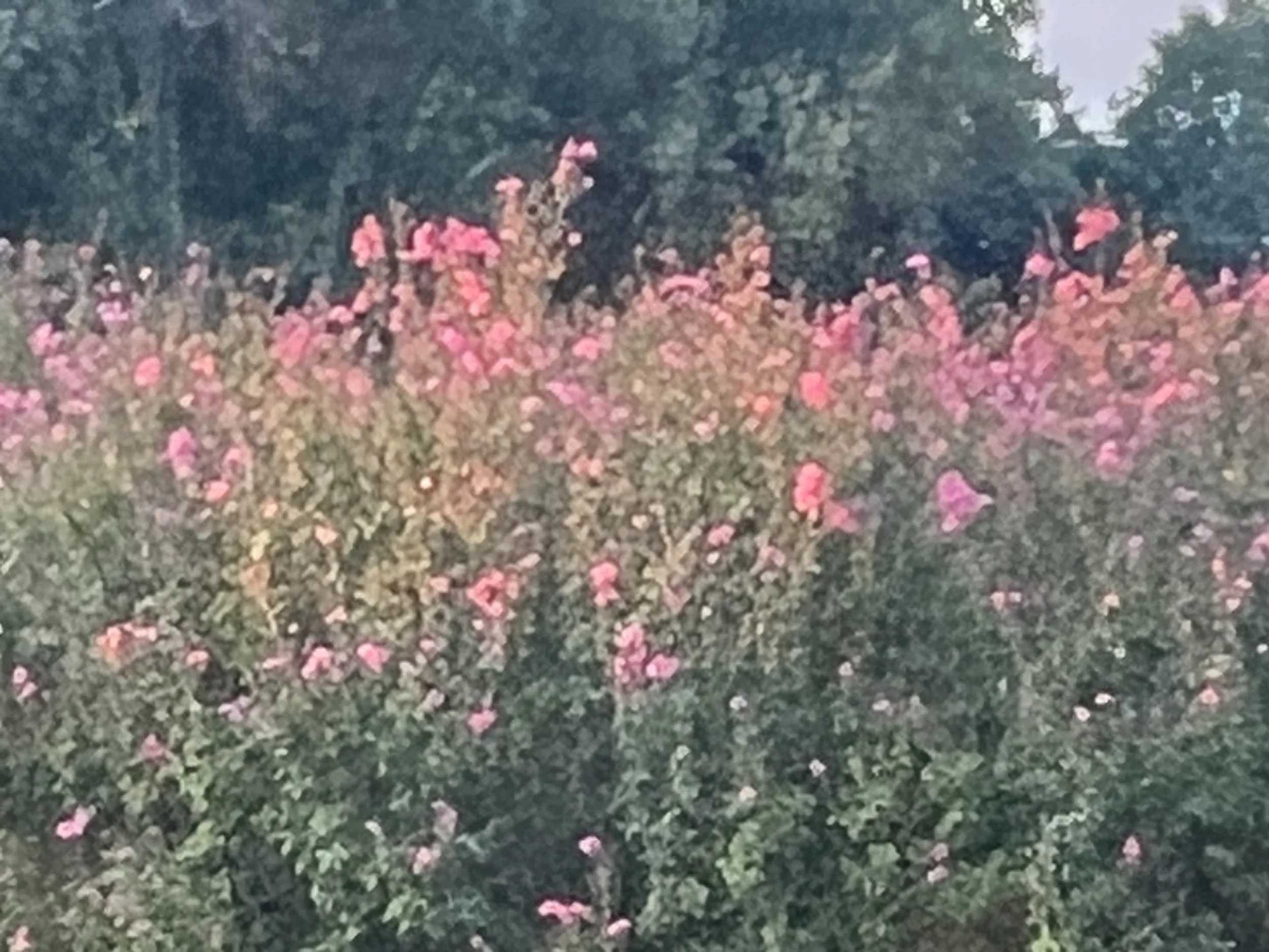 Pink flowering bushes in an outdoor garden with green trees in the background.