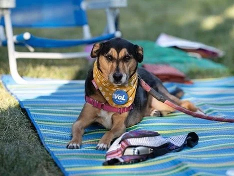 Dog wearing a yellow bandana with 'VOL' logo, lying on colorful striped towel outdoors, surrounded by chairs and belongings.