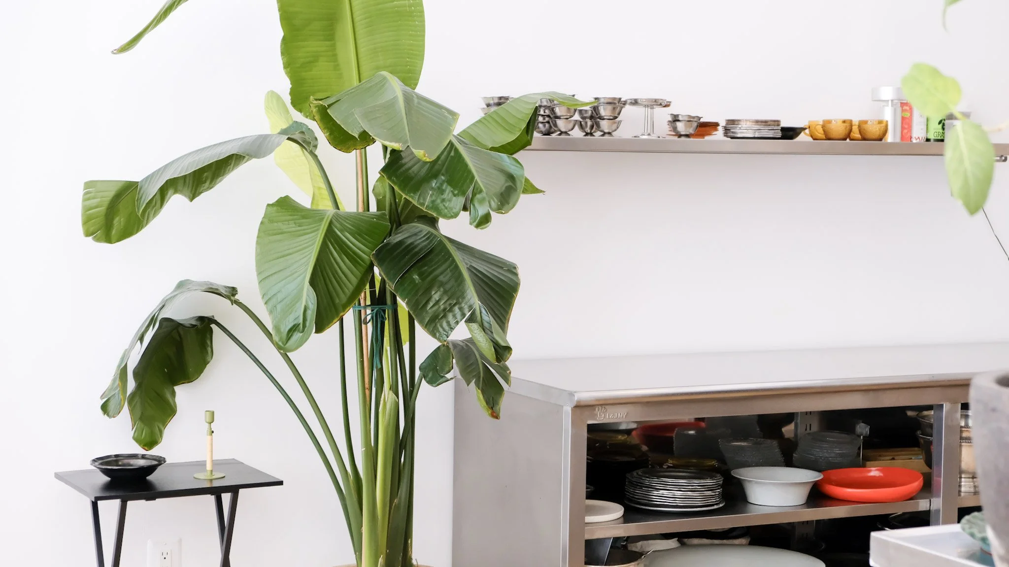 Interior of a kitchen with a large green houseplant next to a stainless steel shelf filled with dishes and bowls, and a small black table with a bowl and a small object near the plant.