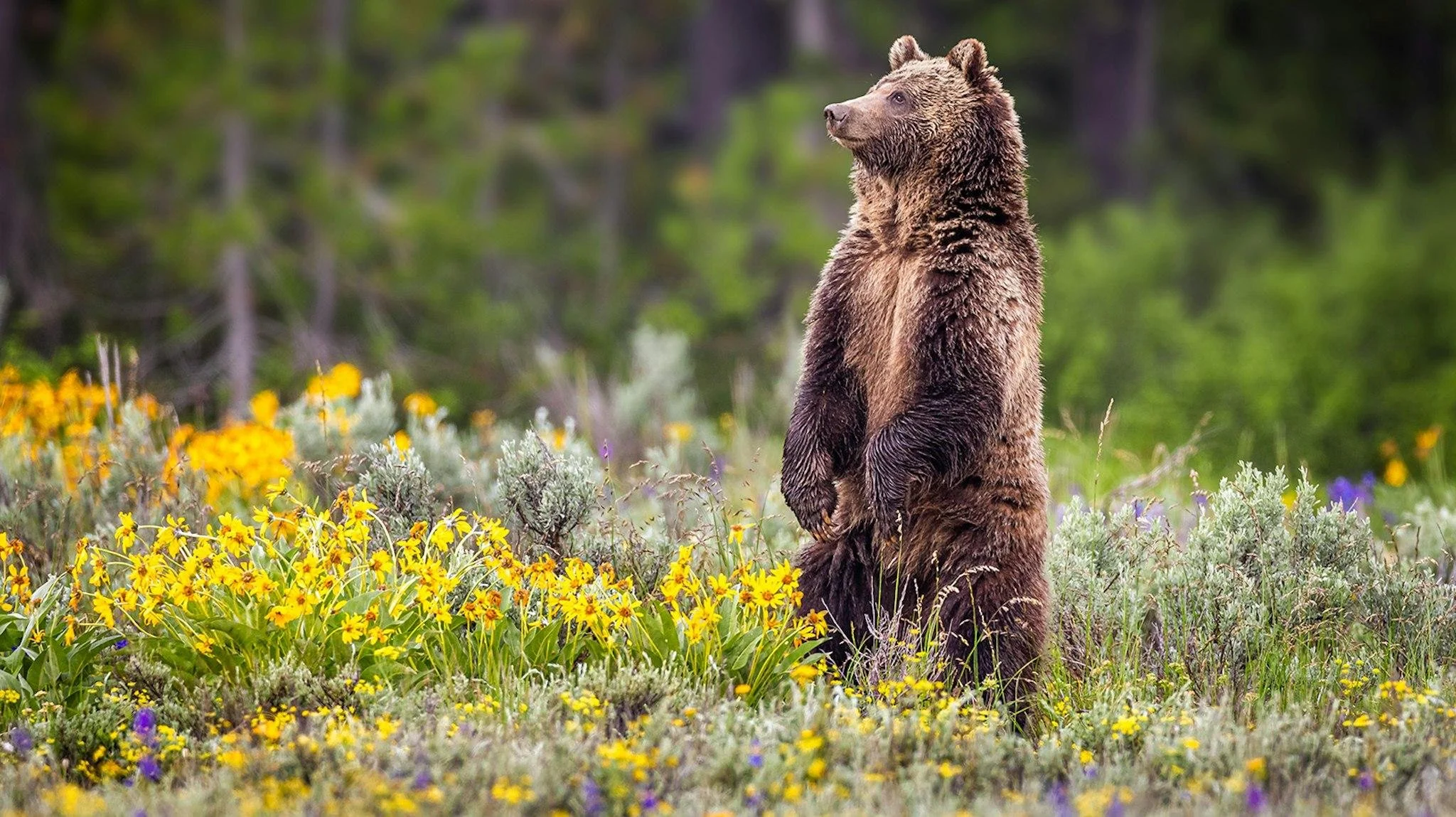 grizz bear.jpeg