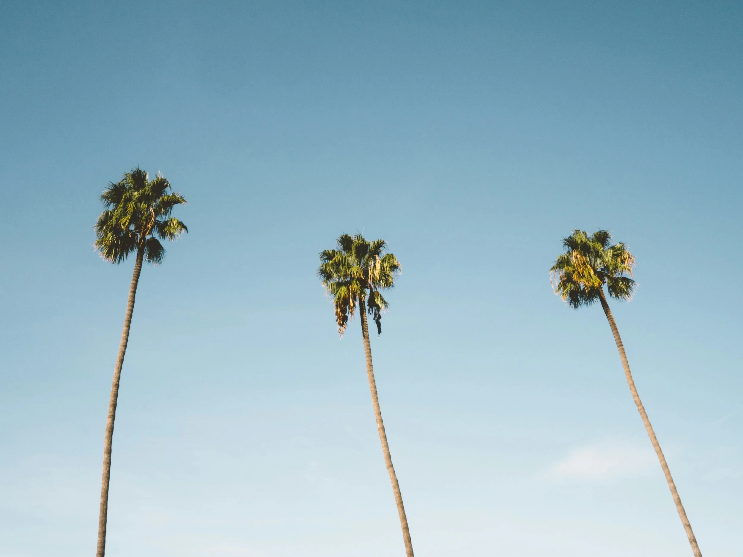 Three tall palm trees against a clear blue sky.