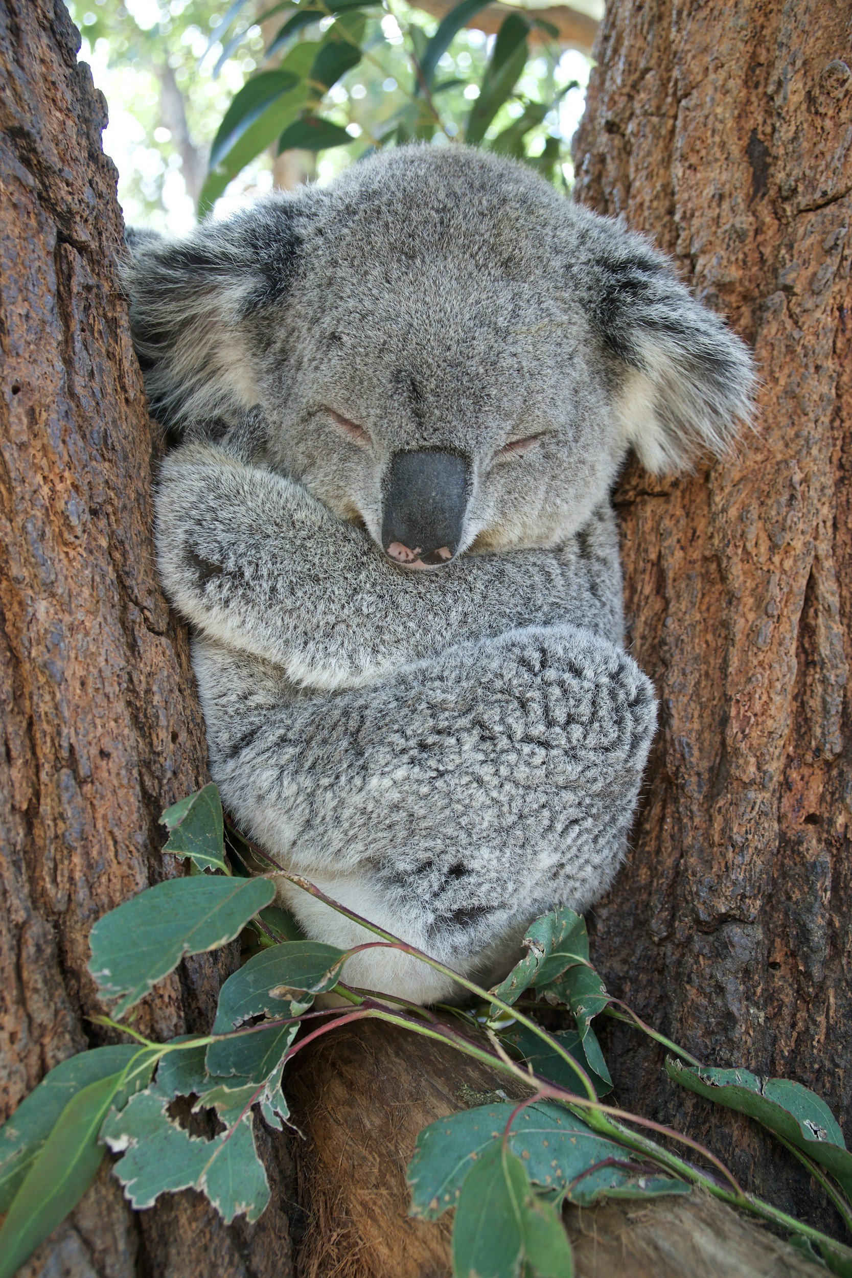 A sleeping koala clinging to the trunk of a tree with eyes closed, surrounded by green leaves.