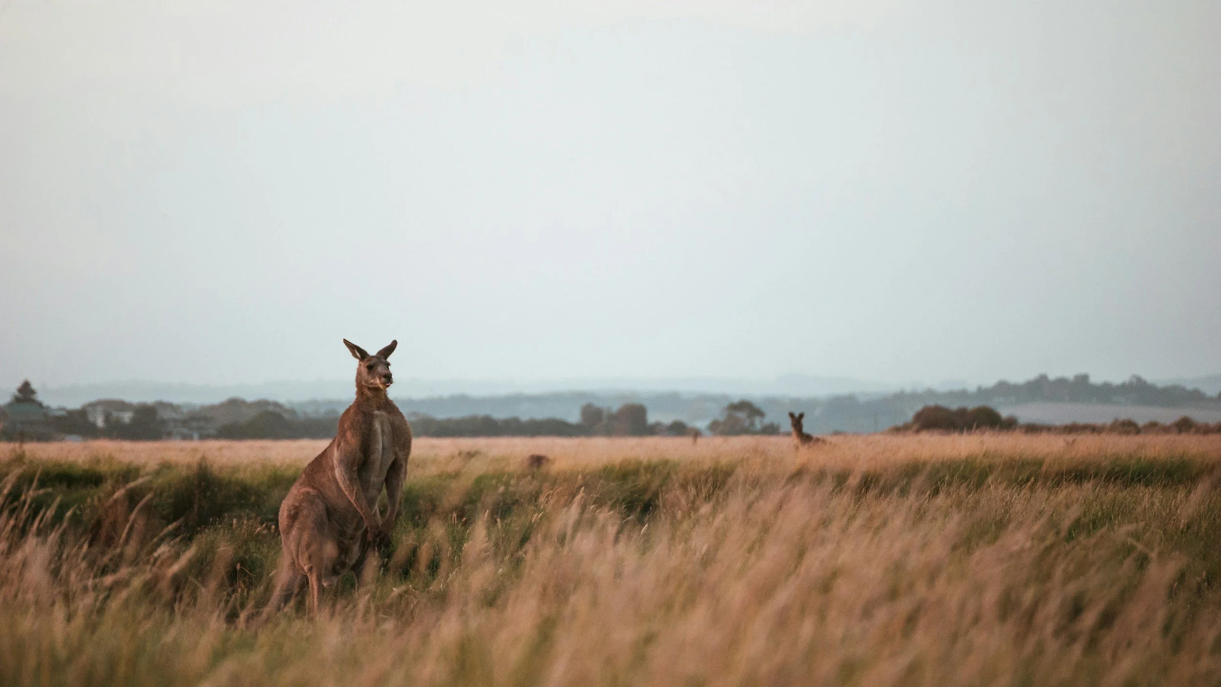 A kangaroo standing upright in a grassy field with other kangaroos in the distance on a cloudy day.