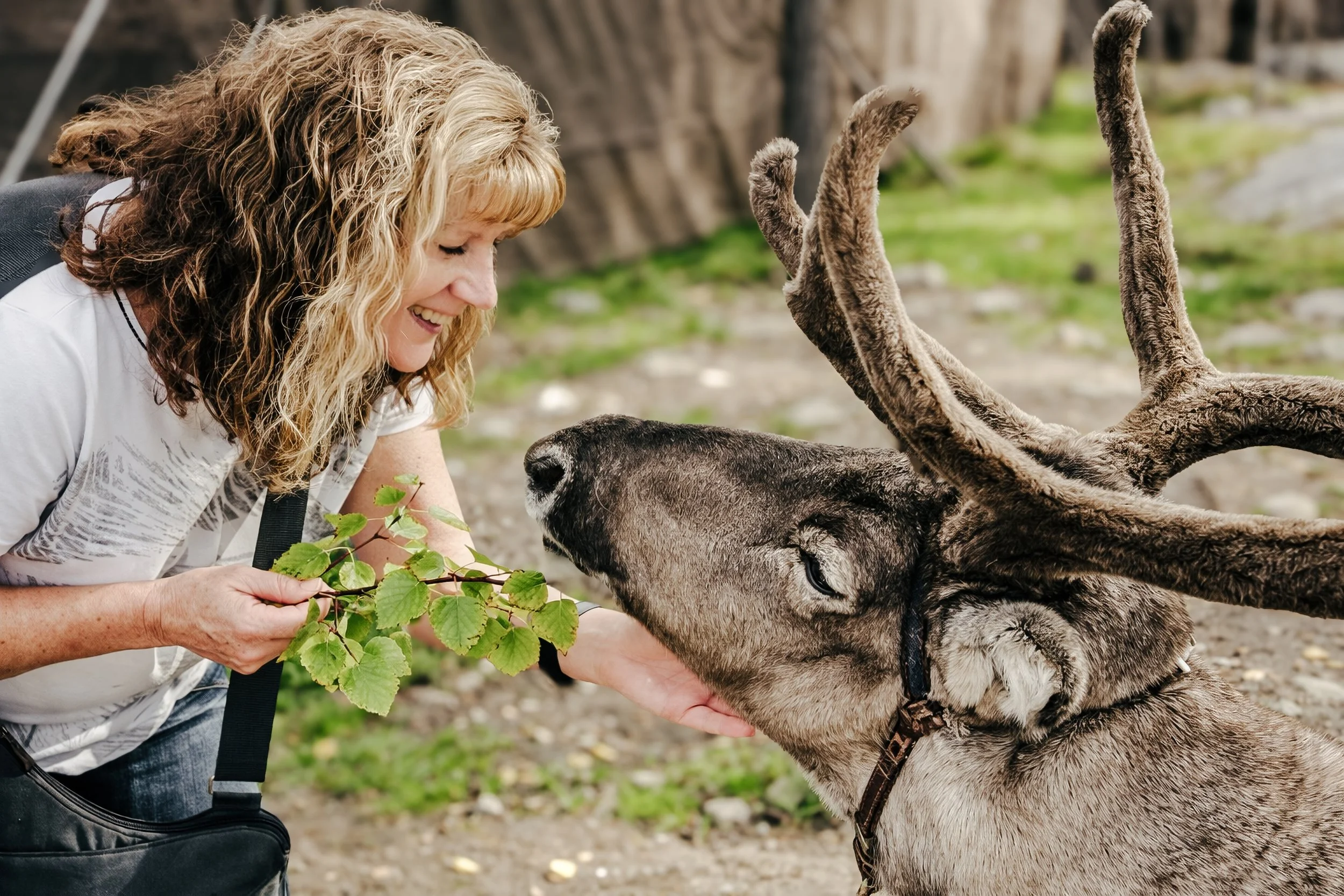 A woman with curly blonde hair smiling and holding green leaves, leaning towards a reindeer with large antlers, touching its face gently in an outdoor setting.