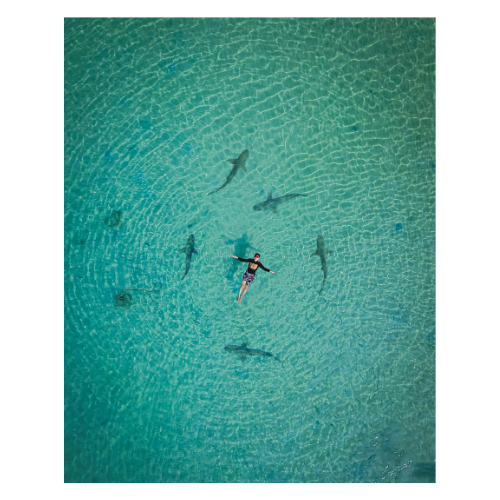 A person floating on clear blue water surrounded by sharks.