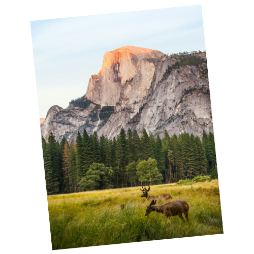 Deer grazing in a grassy field with tall trees and a mountain in the background.