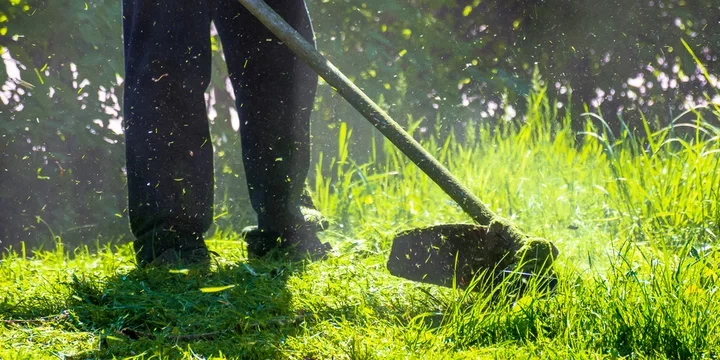 Person mowing a lush green lawn with a push lawnmower in a sunny outdoor setting.