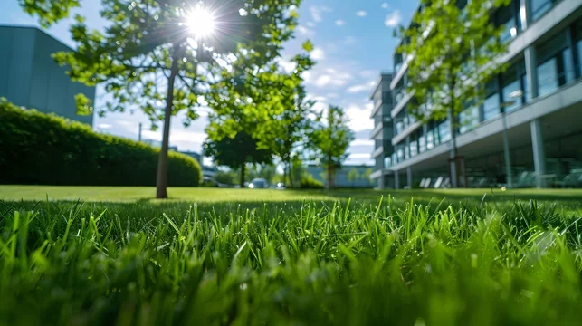 Low angle view of green grass in front of trees and modern building under a sunny sky.