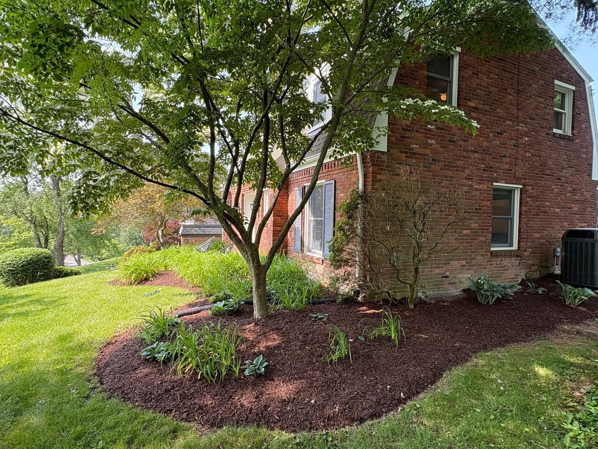 A landscaped yard with a large tree, various plants, and mulch in front of a brick house.