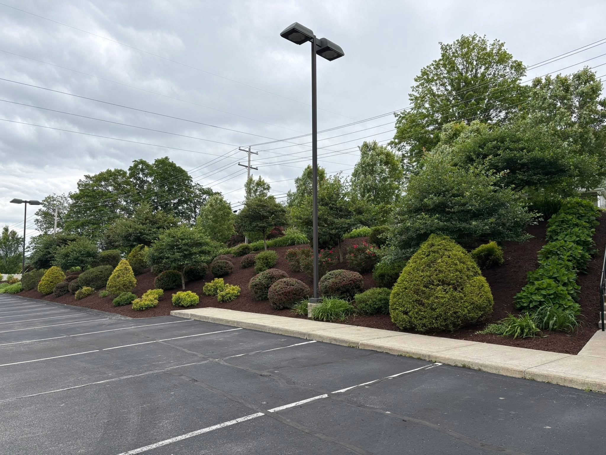 Empty parking lot with painted parking spaces and a landscaped hill with various green bushes and trees, under a cloudy sky.