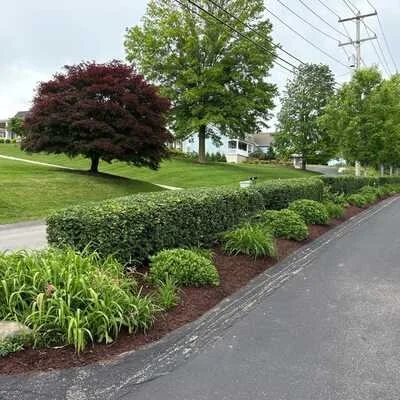 Well-maintained suburban landscape with a large red-leafed tree, green shrubs, and a freshly mulched flower bed beside a paved road.