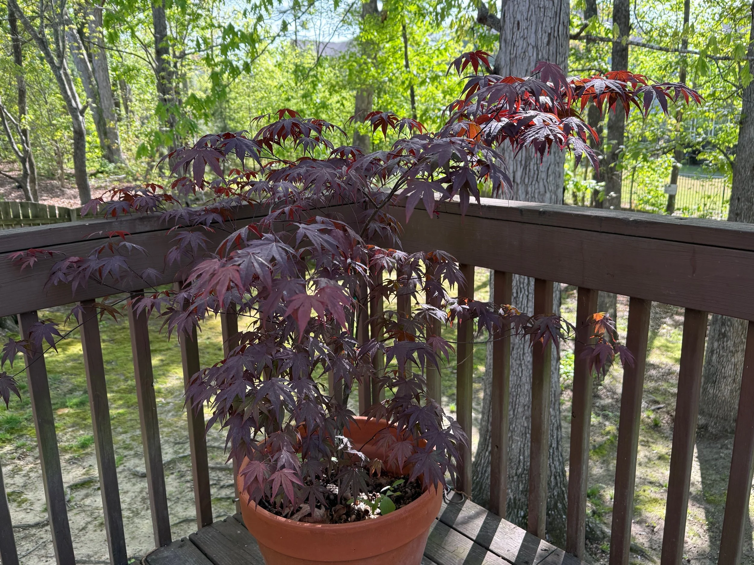 A potted Japanese maple tree with dark red leaves on a wooden deck, surrounded by green trees and a garden in the background.
