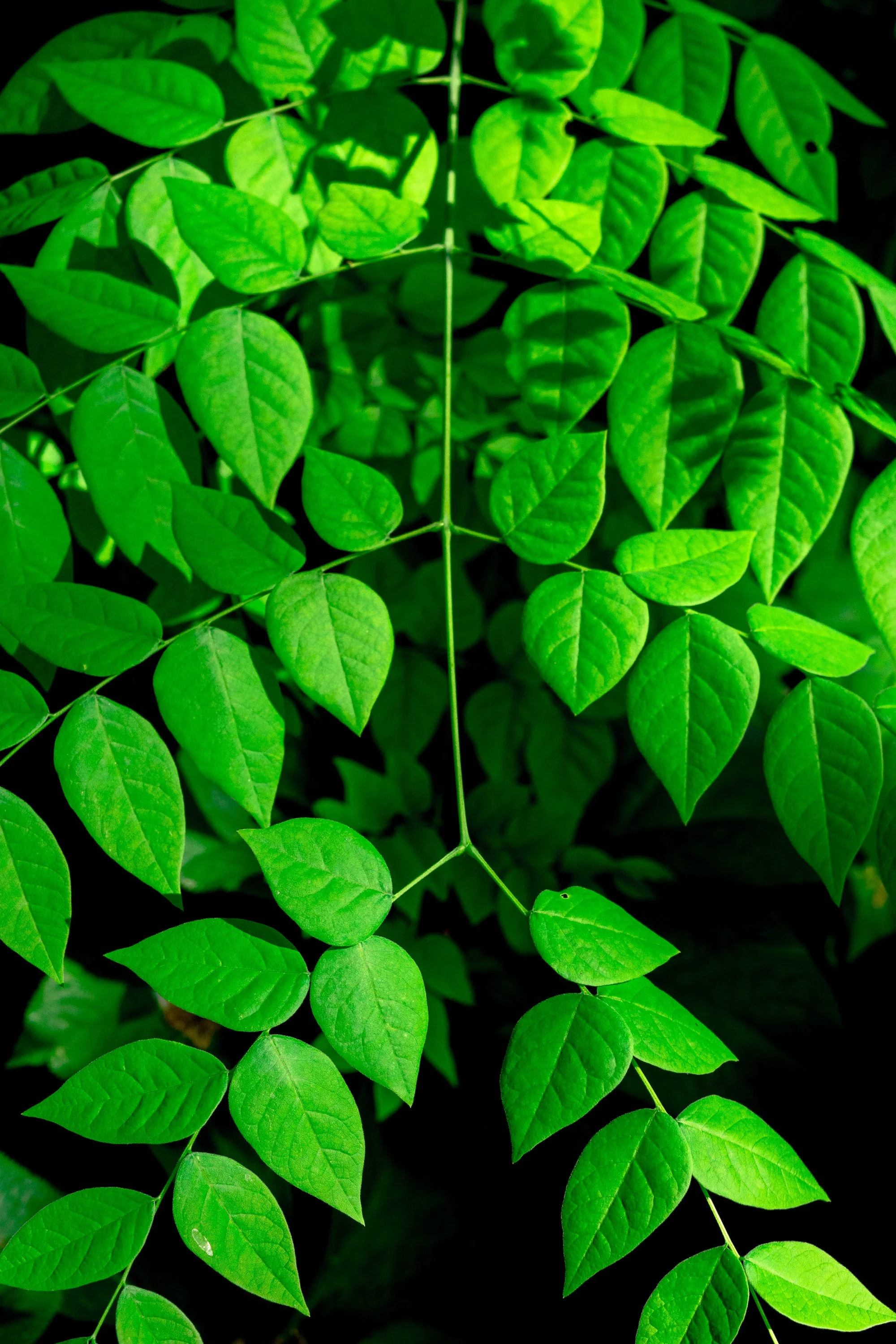 AR509946 copyligthroom edit.jpg