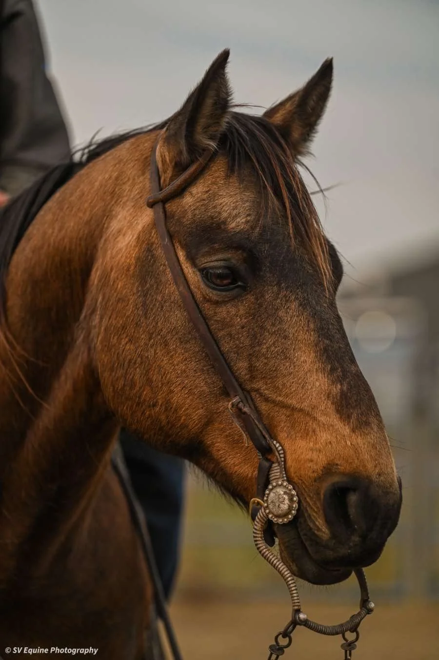 Close-up of a brown horse with a dark mane, wearing a leather bridle with decorative silver accents, in an outdoor setting.