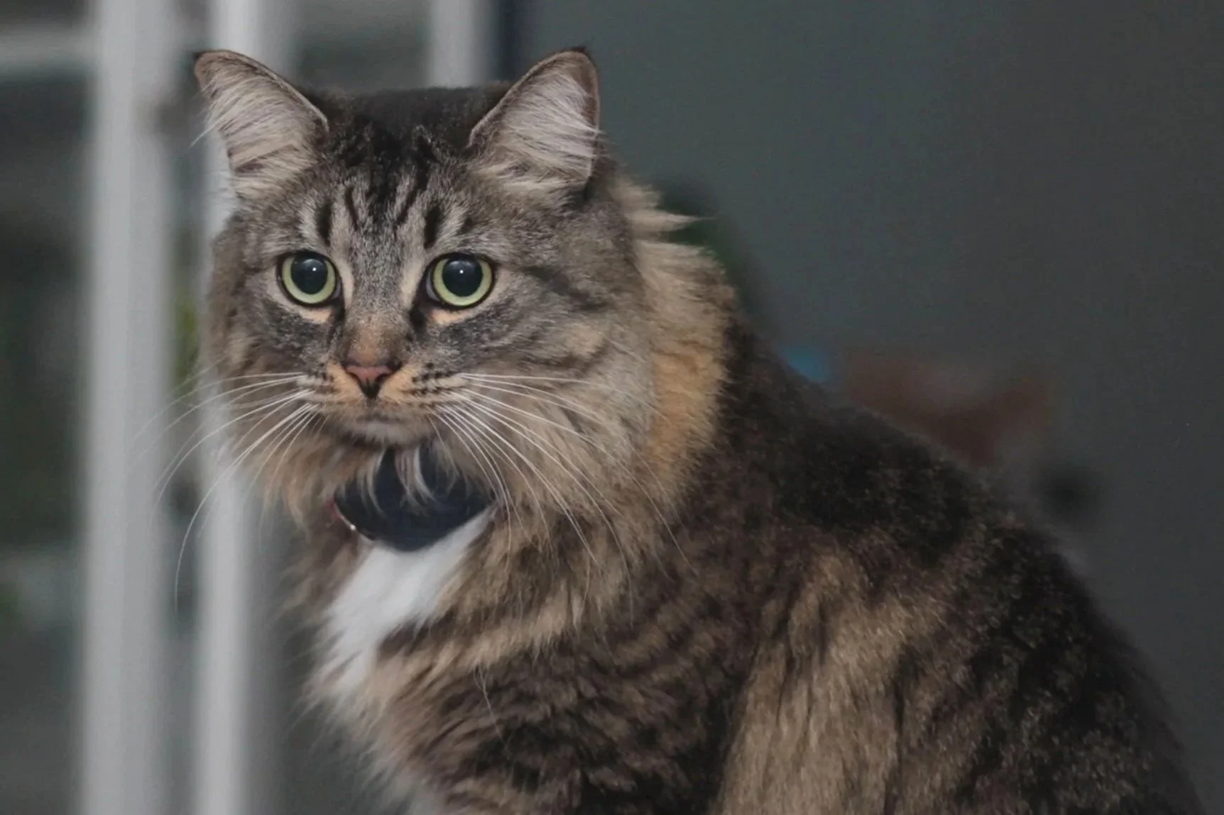 A long-haired tabby cat with green eyes and a black collar, sitting indoors, looking at the camera. Adopted cat, recued cat, sheltered cat