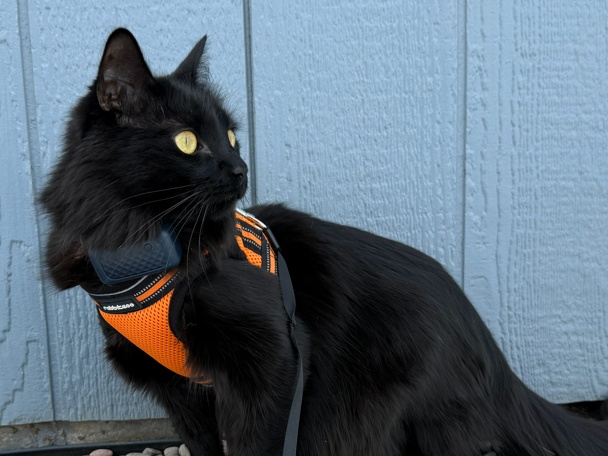 Black cat wearing an orange harness with black and white details, sitting outside near a light blue wooden wall. Adventure cat, travel cat