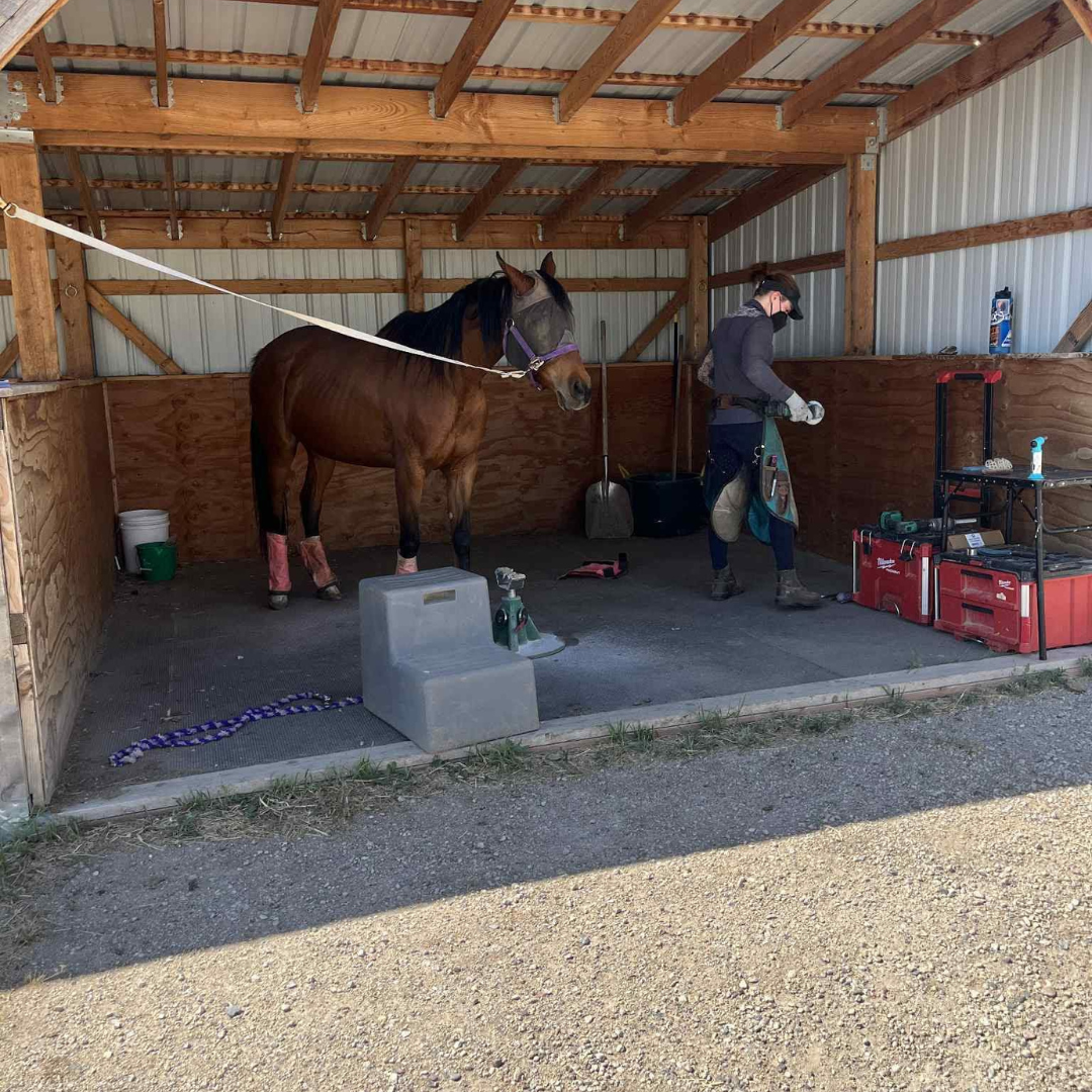 A person wearing a black hoodie, face mask, and gloves cleaning a brown horse with a purple halter inside a wooden barn with a metal roof.