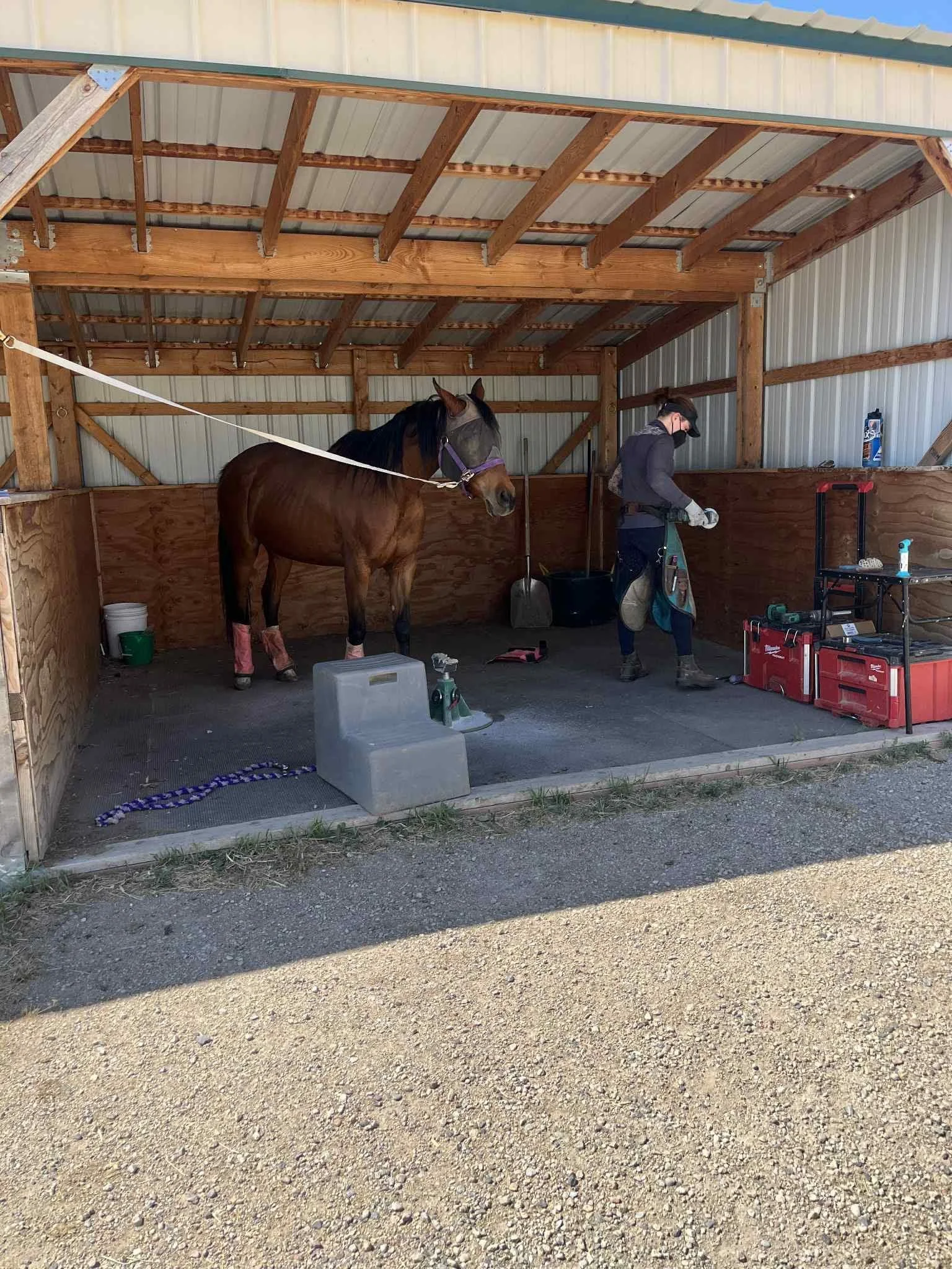 A person standing next to a brown horse inside a wooden barn, with grooming tools and supplies nearby.