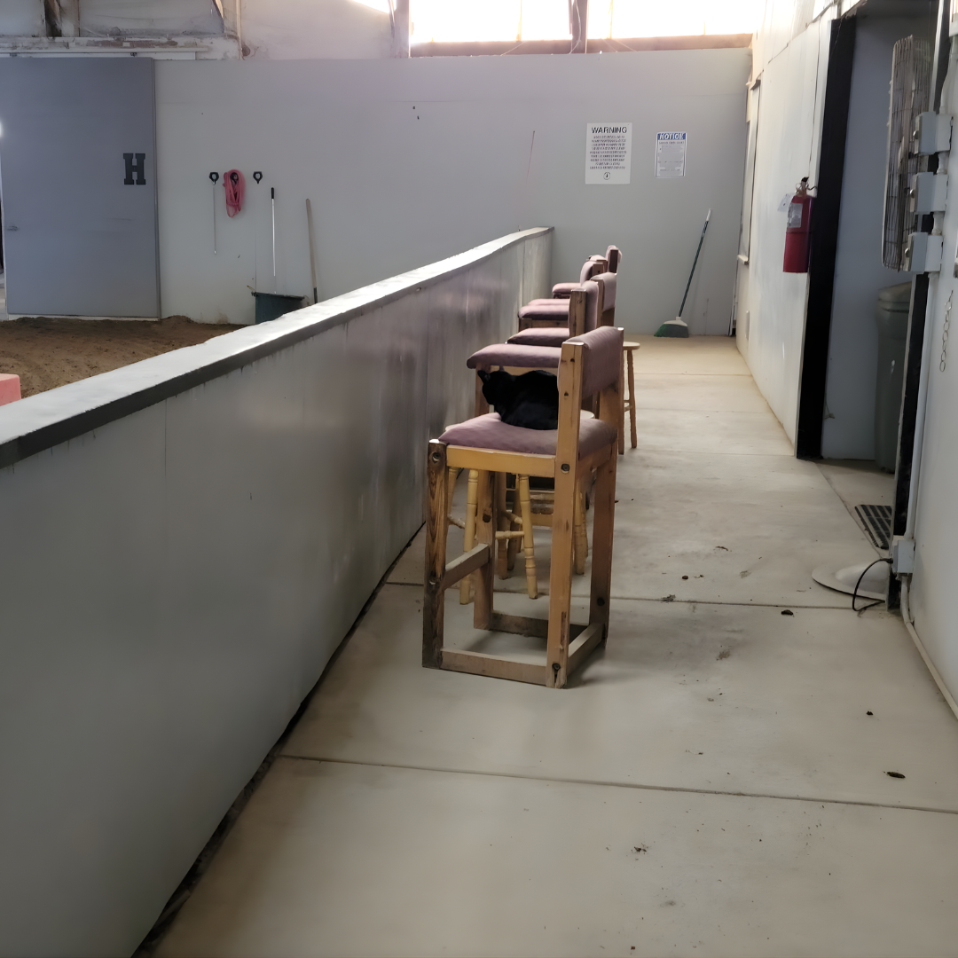 An indoor arena with a dirt area, a white wall with grooming tools, a fire extinguisher, and a row of four wooden chairs with pink cushions. One chair has a black cat lying on it.