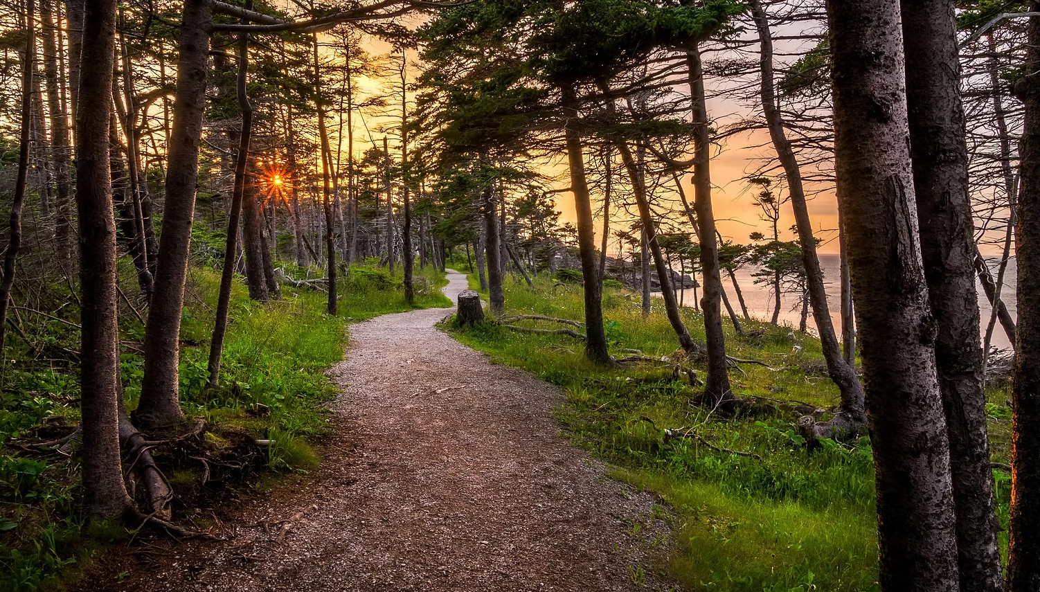 Winter Solstice · Forest Therapy Evening Walk