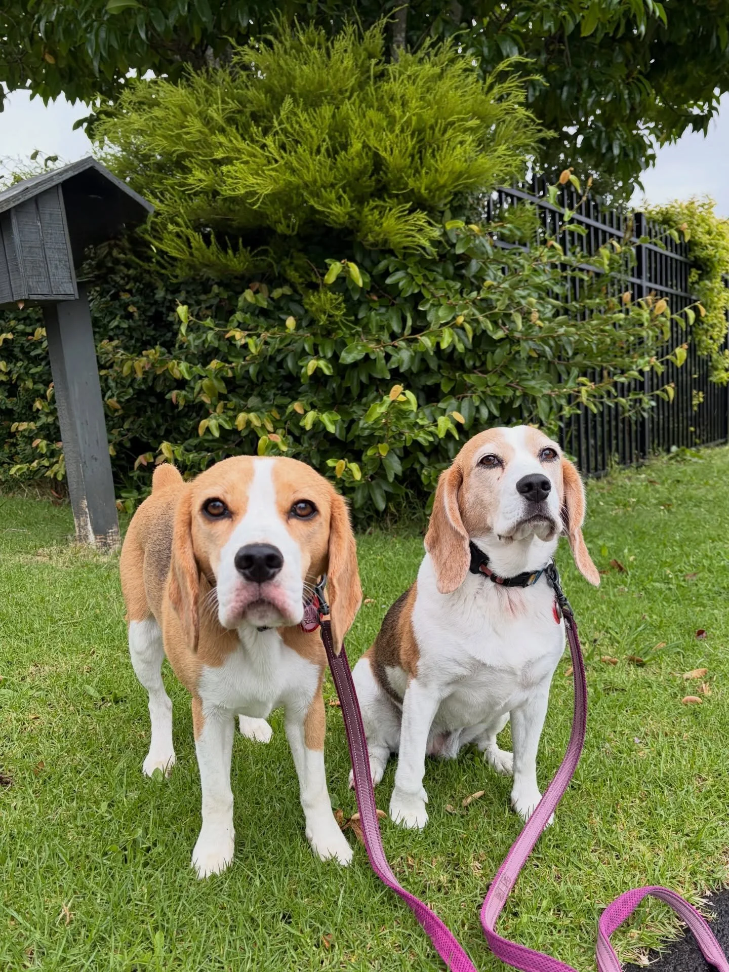 Another wet morning ☔️
#jasmineandbrie #rainymorning #beagles #ビーグル