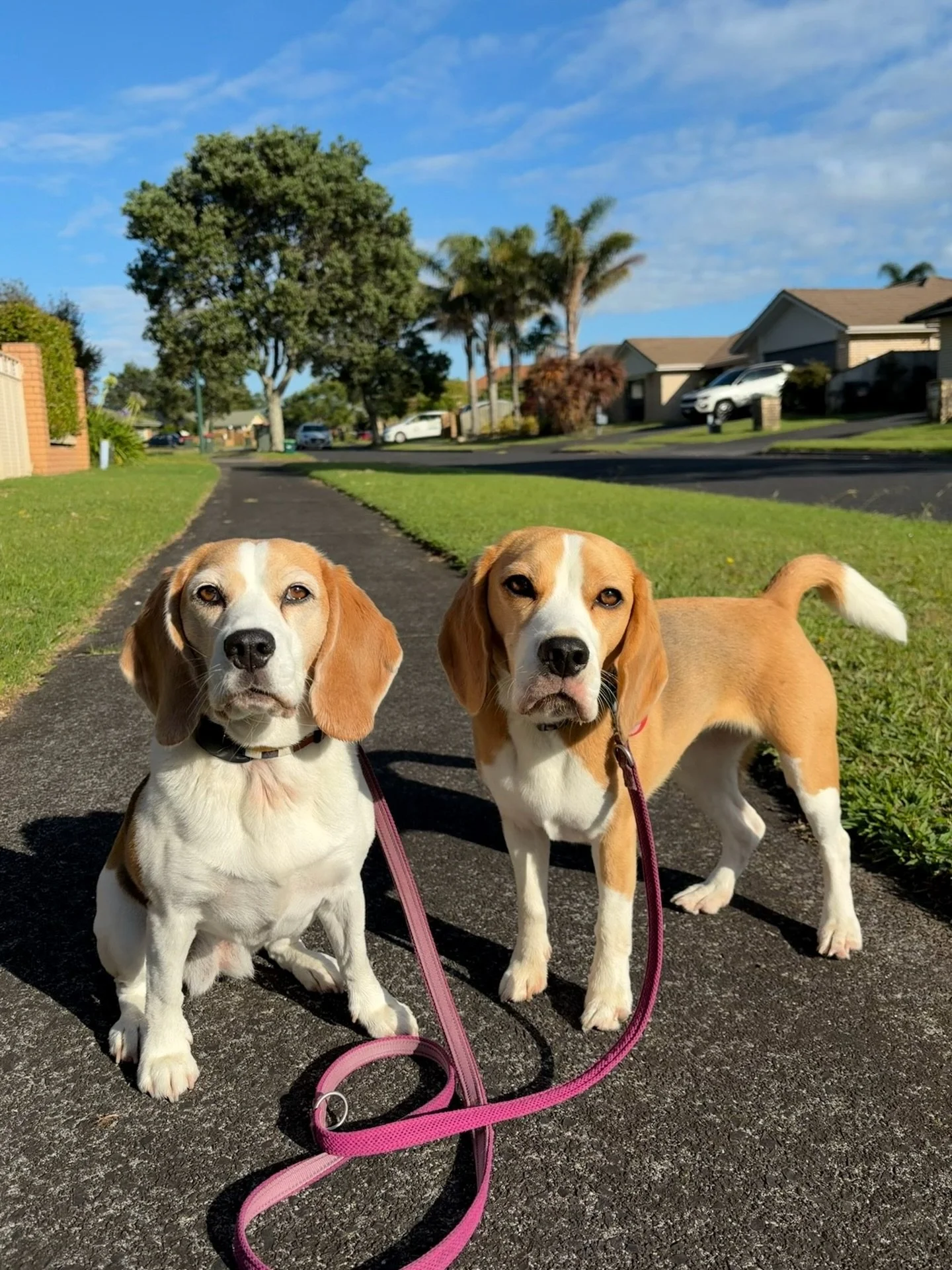 Finally a morning with no rain 🌼
#beaglegirls #jasmineandbrie #auckland #newzealand #morningwalk