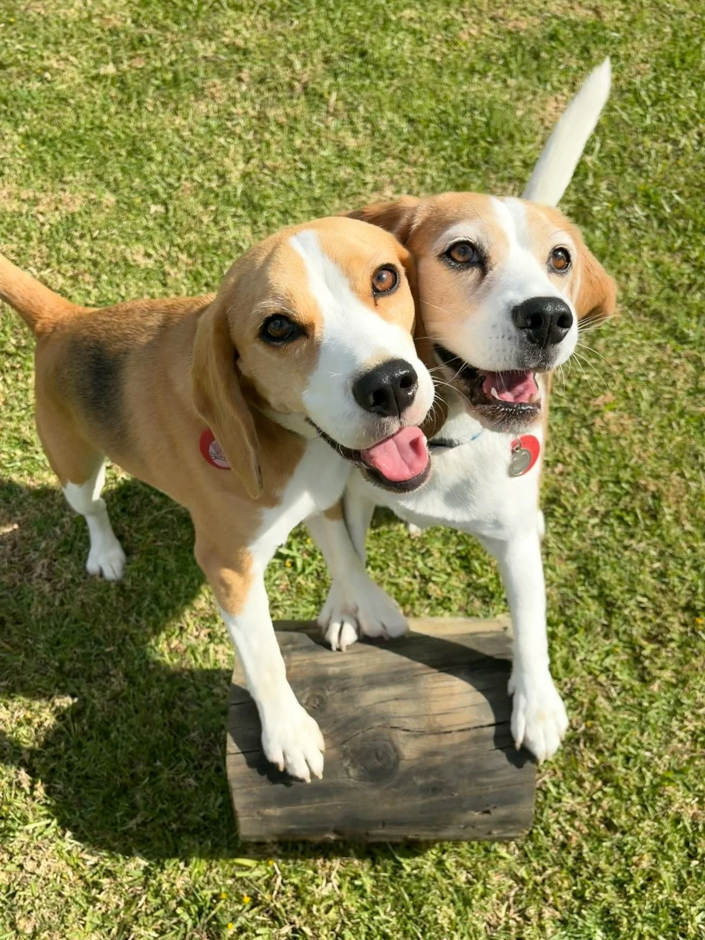 It&rsquo;s so much fun to play with these girls ❤️
#playwithyourdog #havemorefunwithyourdog #pawtargeting #beagle #rollanobject