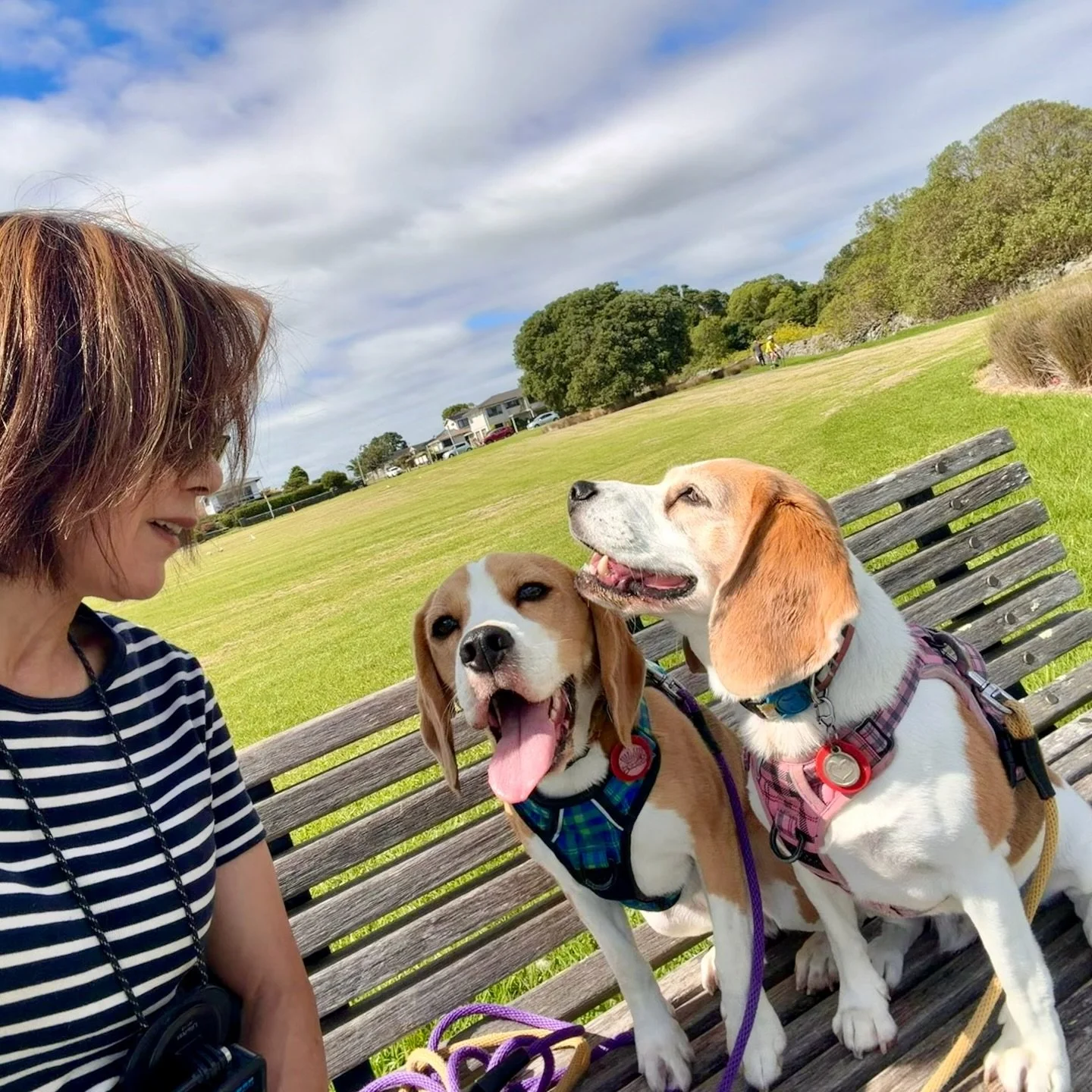 Sunday morning walk 🌼
#beaglegirls #jasmineamdbrie #sundaymorning #onlead #onlonglines