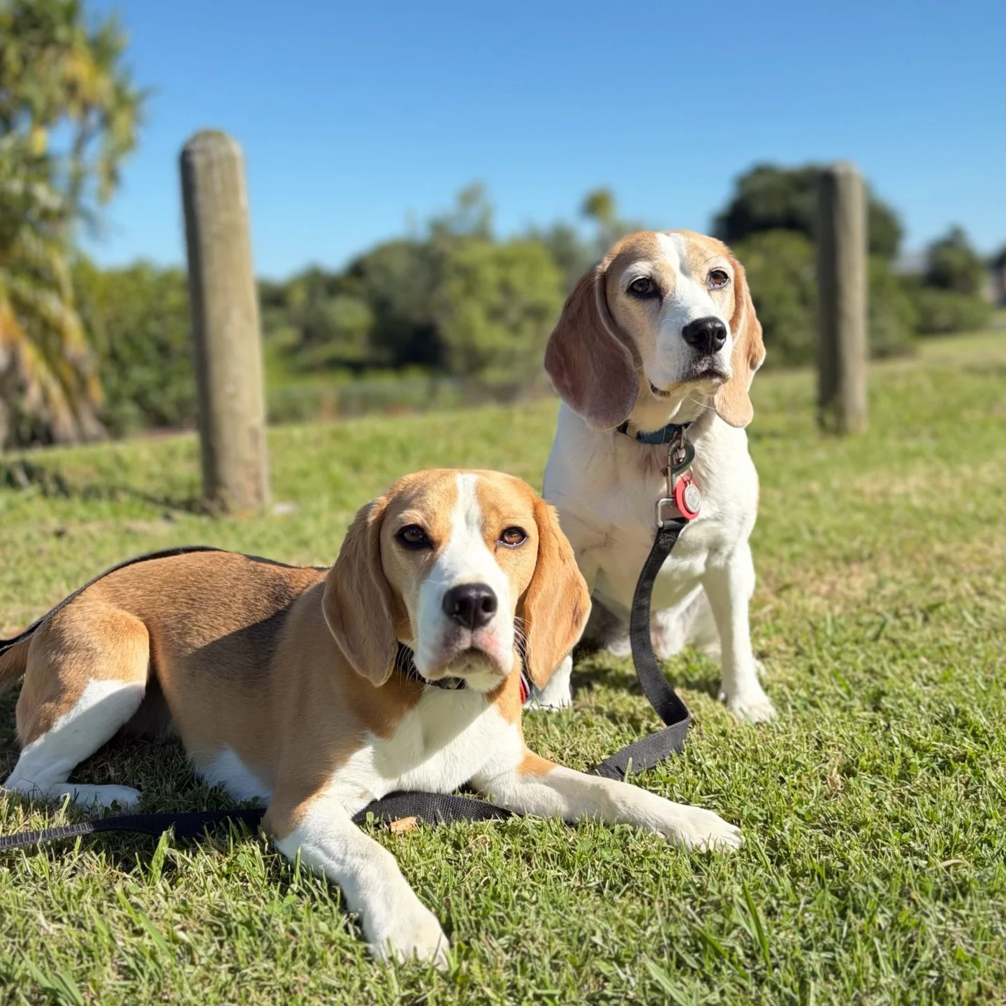 It was a beautiful Sunday. But I am glad that the weather wasn&rsquo;t like this last Sunday when we did Agility ☀️😀
#beaglegirls #jasmineandbrie #summer #takecareofyourdogintheheat #toohotfordogs
