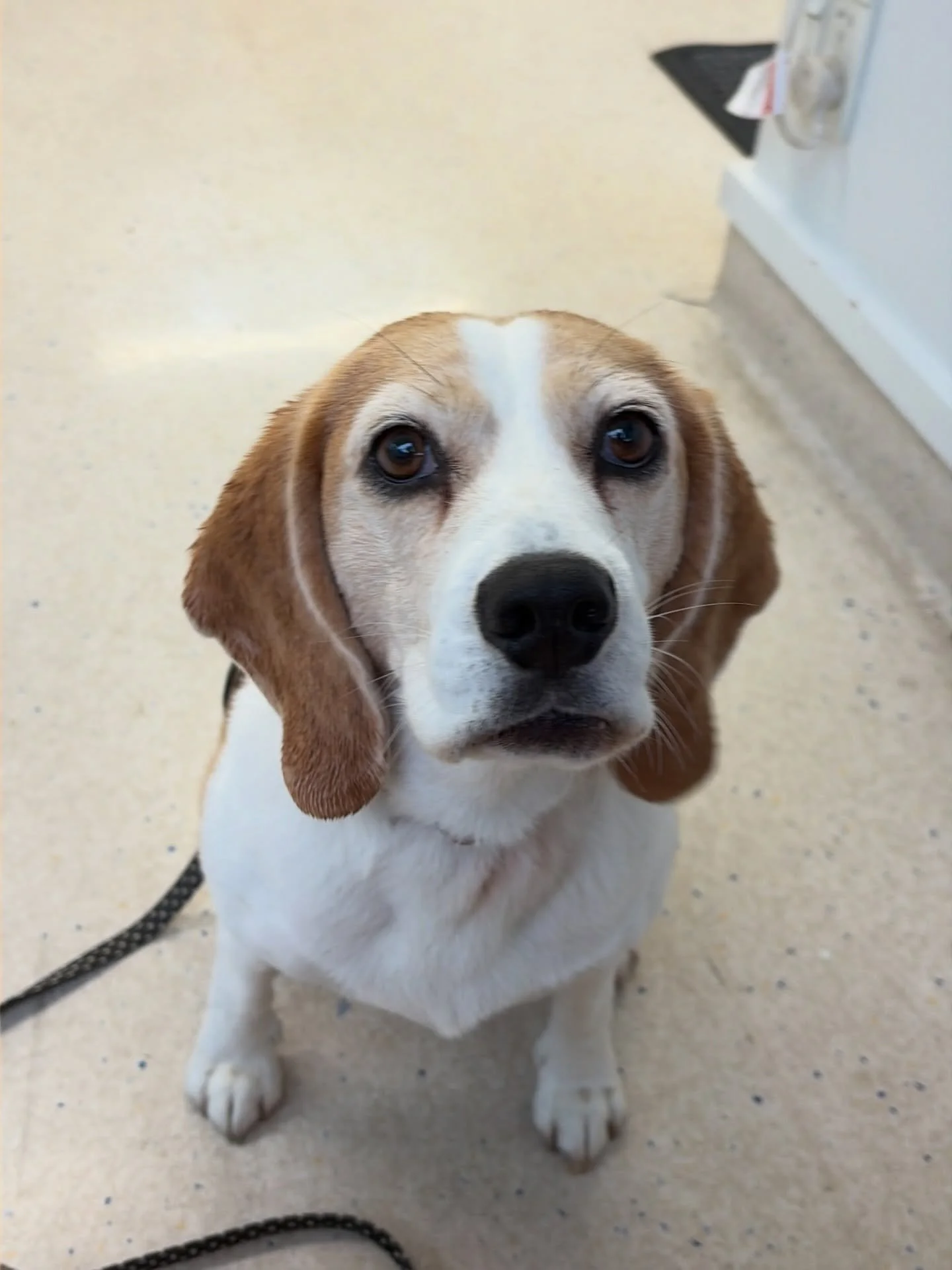Good girl, Jasmine ❤️

She had an annual wellness check and vaccination at the vet today. I usually choose a small clinic where only one vet is stationed, because she gets over-aroused if she senses other dogs in the same building. But today we saw a