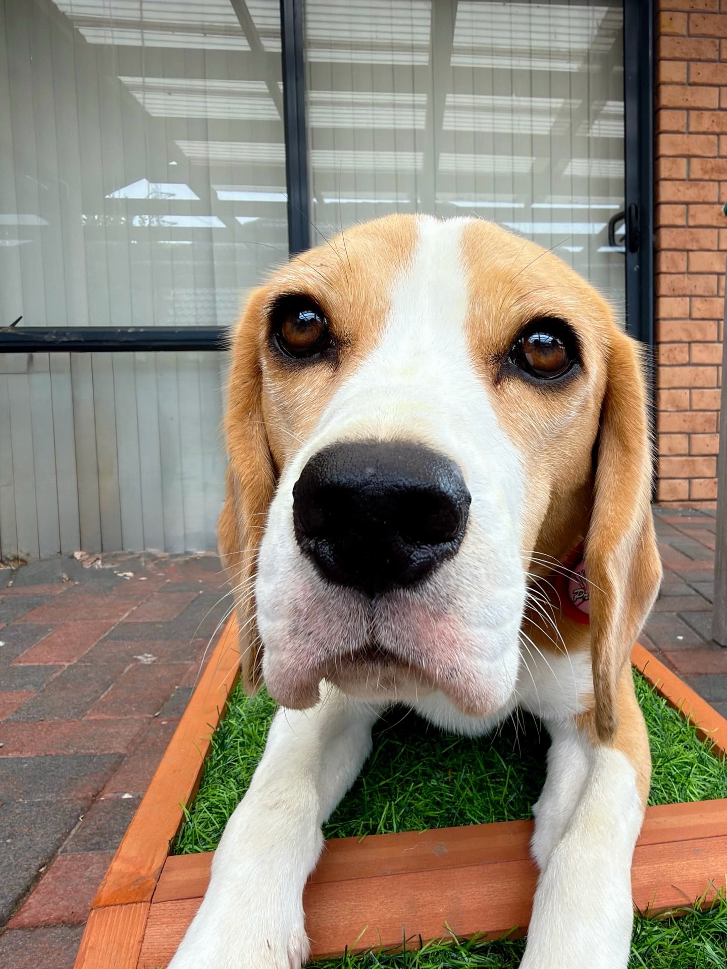 The power of targeting behaviour 💪

In a previous post, I mentioned that Brie can become a bit suspicious when we ask her to go through doorways. When working on this, I didn&rsquo;t want to use force&mdash;and I also didn&rsquo;t want to rely on fo